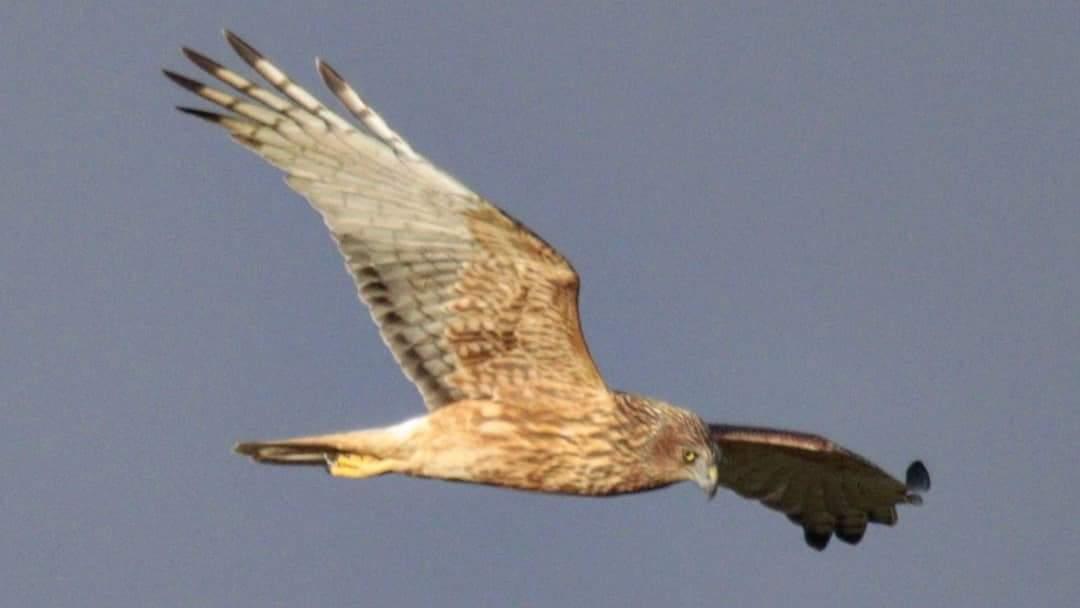 Aguilucho lagunero del Pacífico