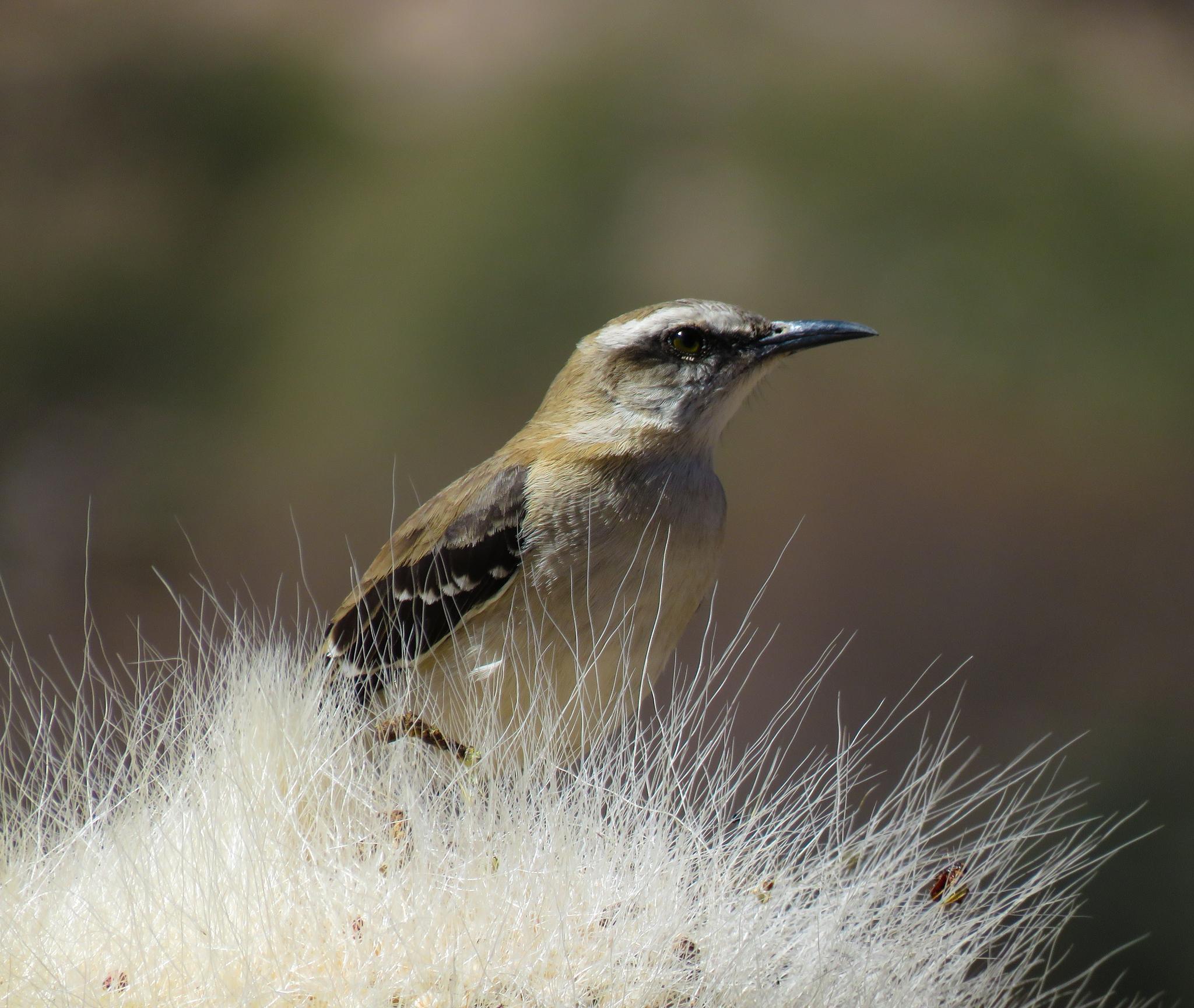 Brown-backed Mockingbird