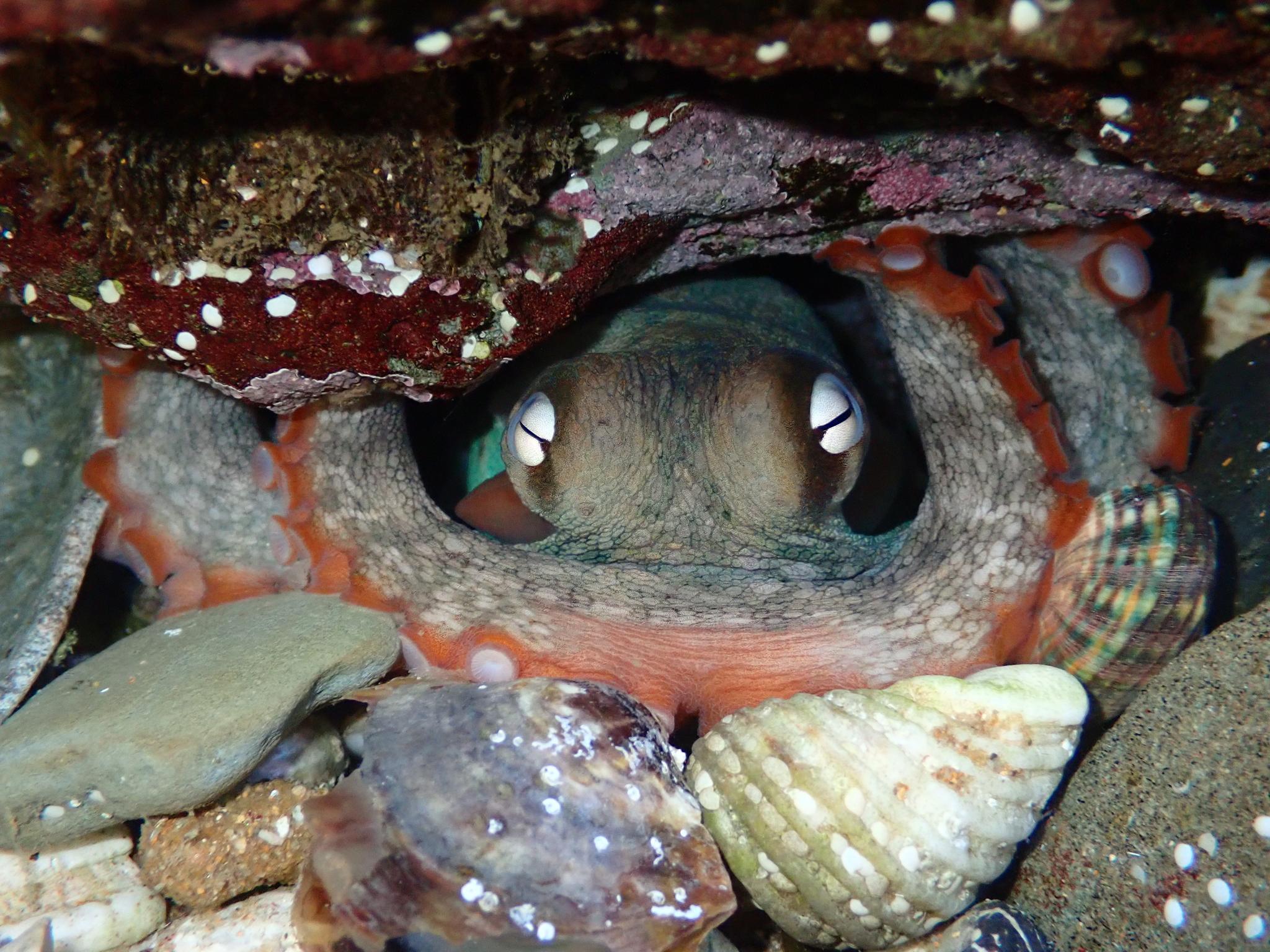Common Sydney Octopus