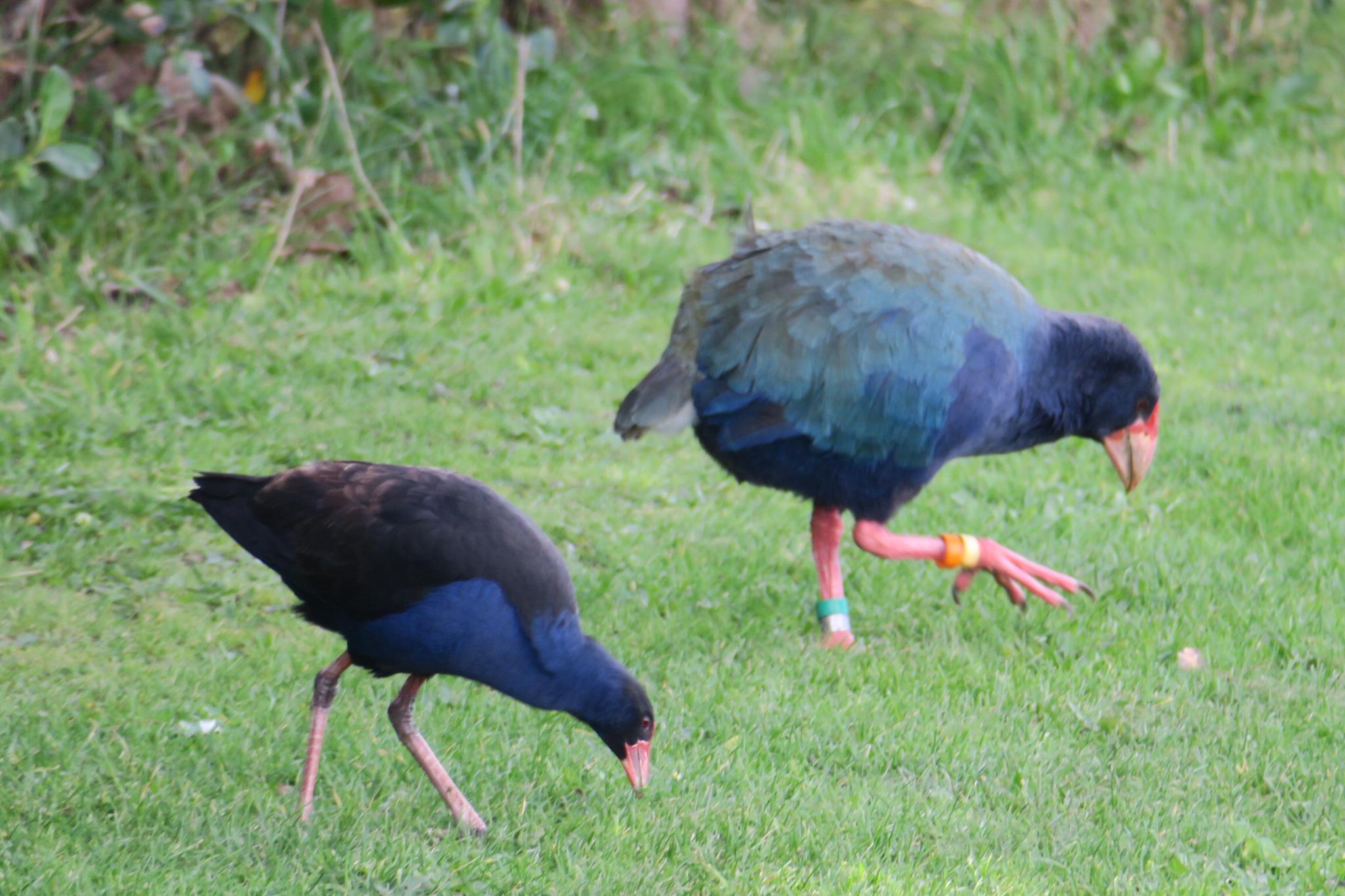 Calamón Takahe