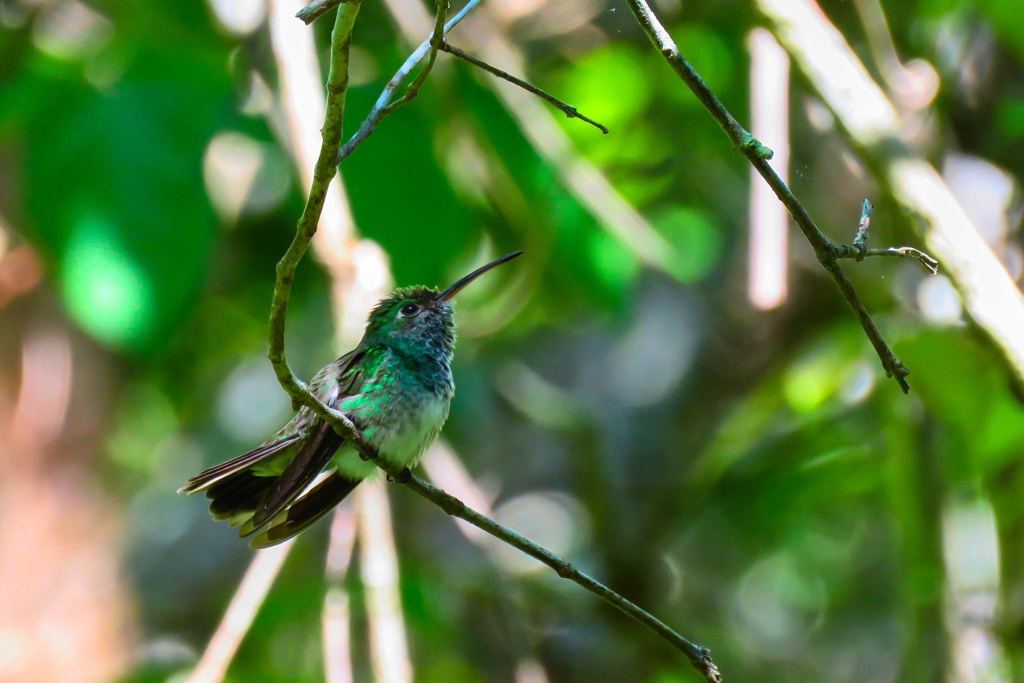 Honduran Emerald