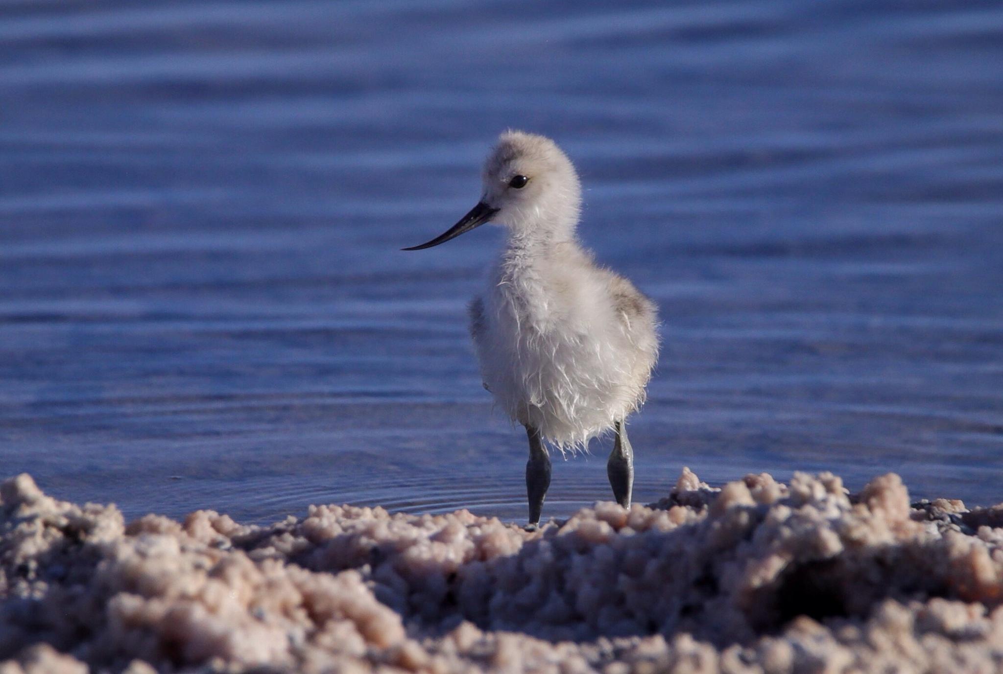 Avoceta andina