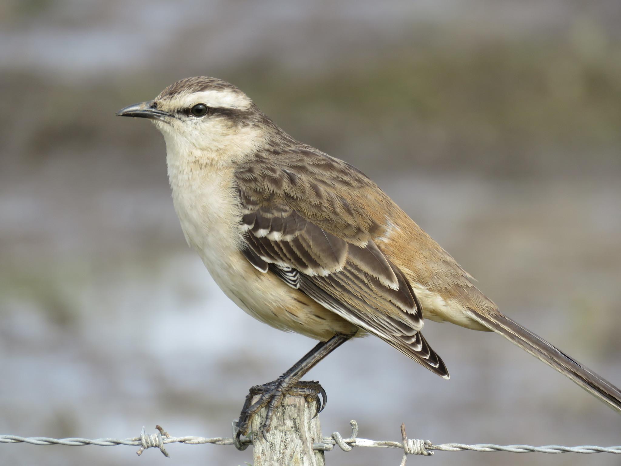 Chalk-browed Mockingbird