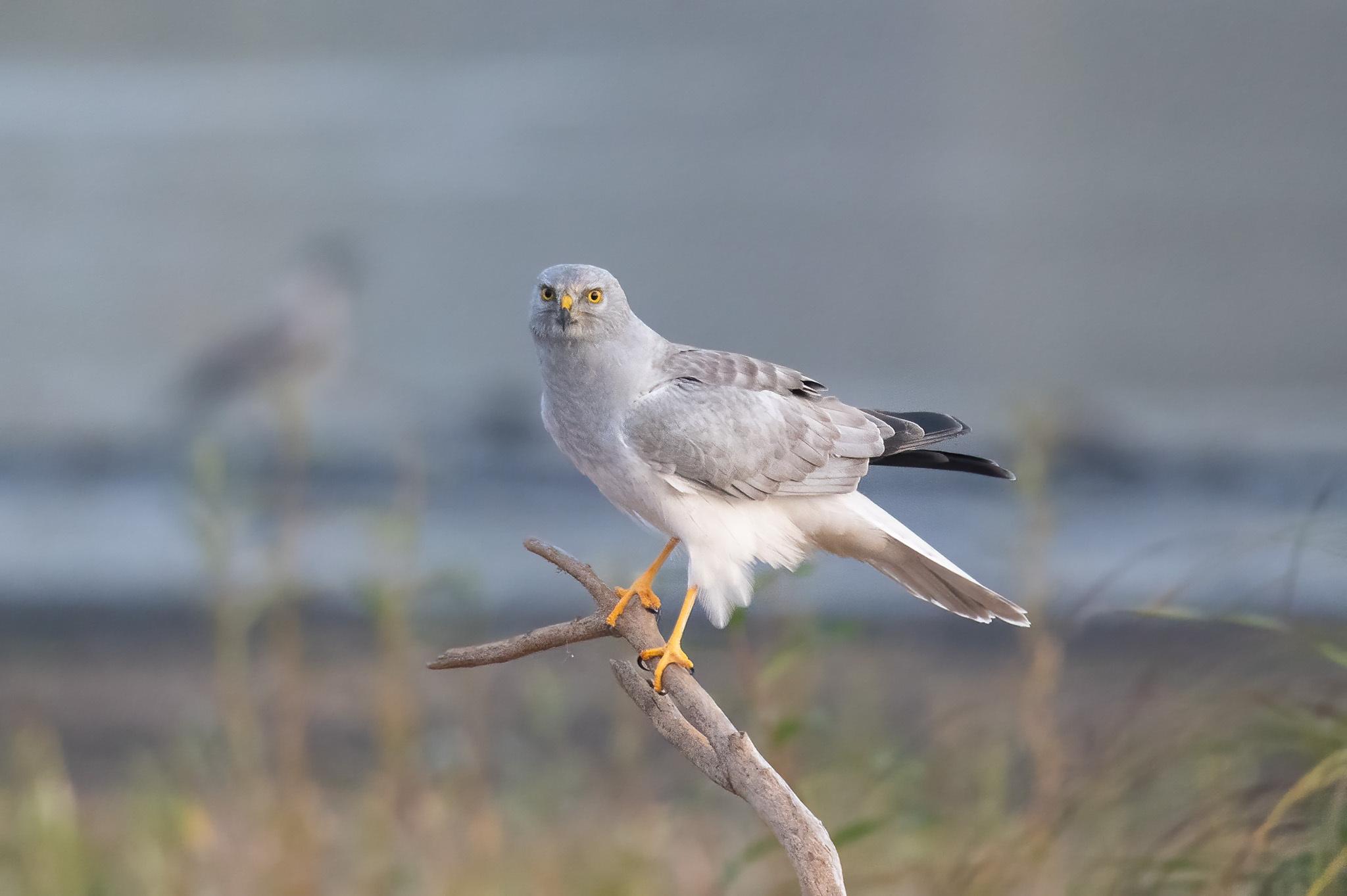 Aguilucho pálido