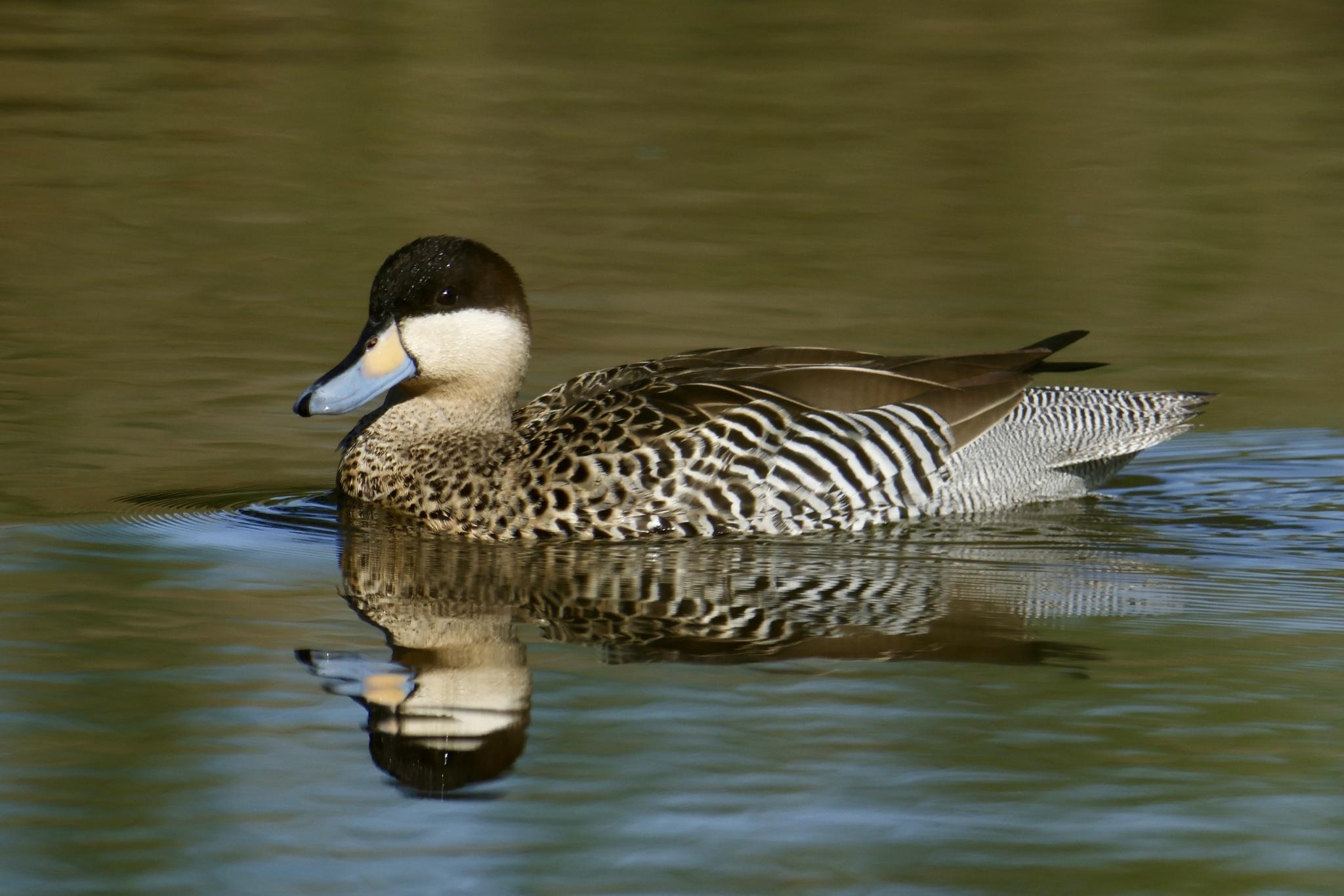 Pato capuchino