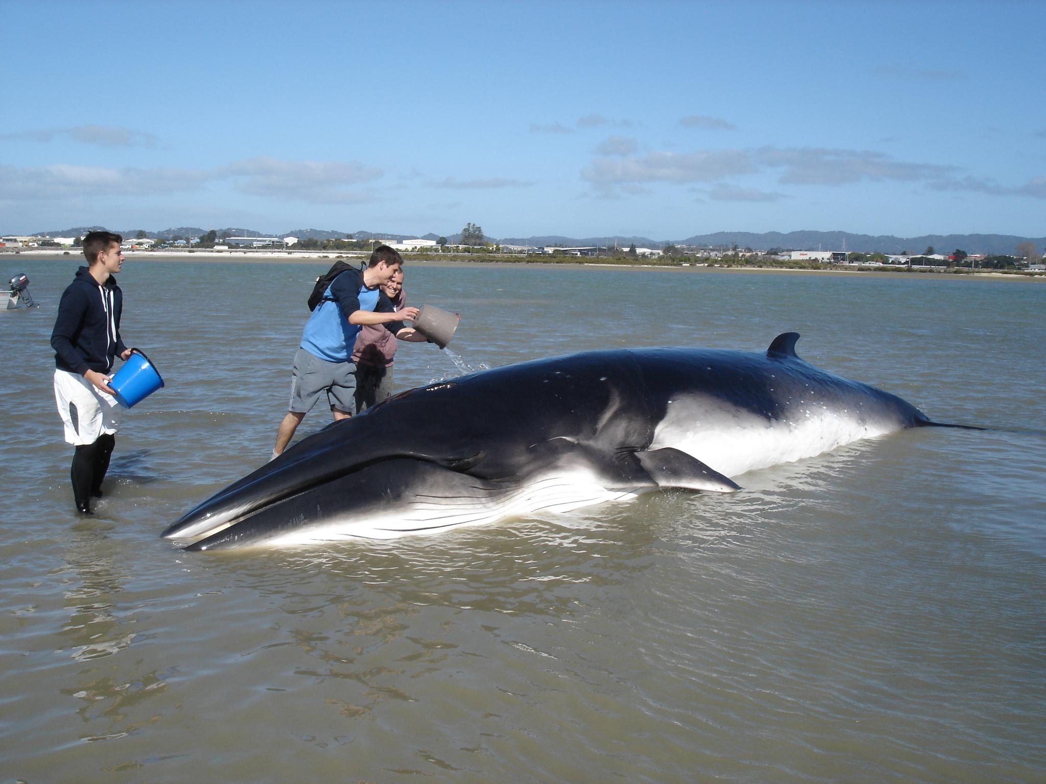 Rorcual austral