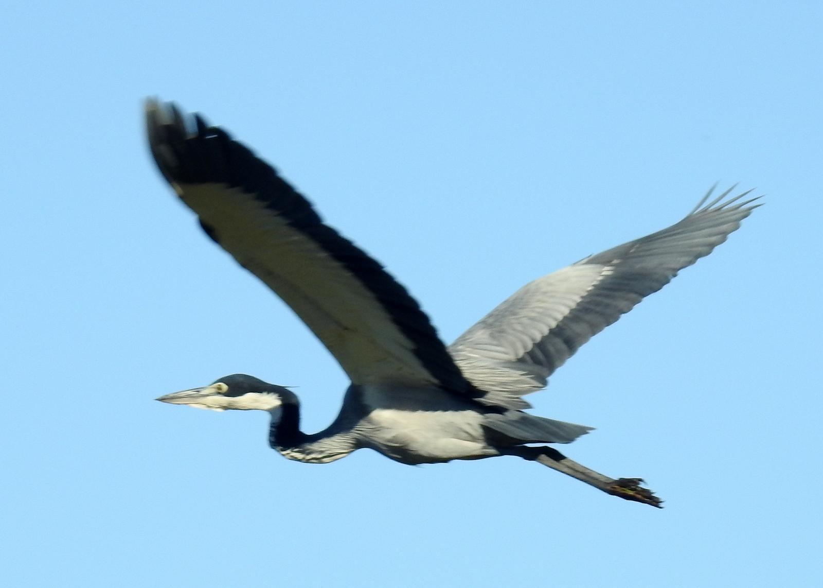 Black-headed Heron