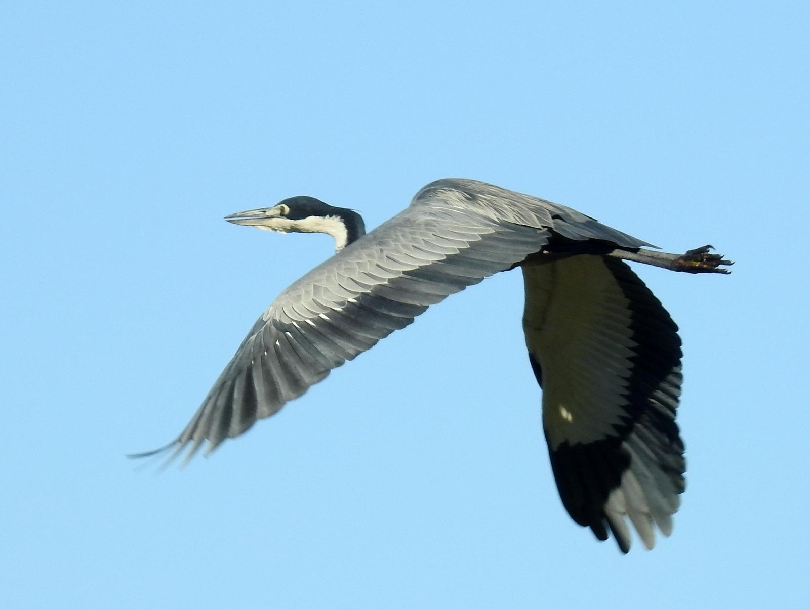 Black-headed Heron