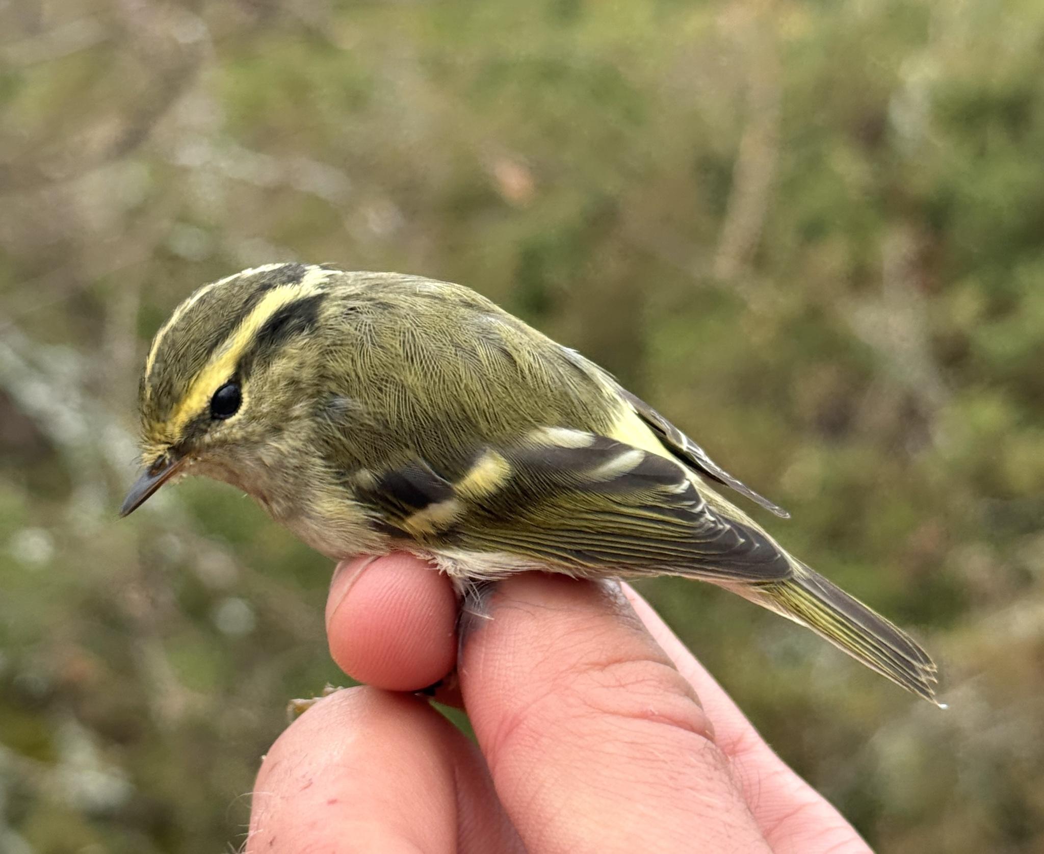mosquitero de Pallas