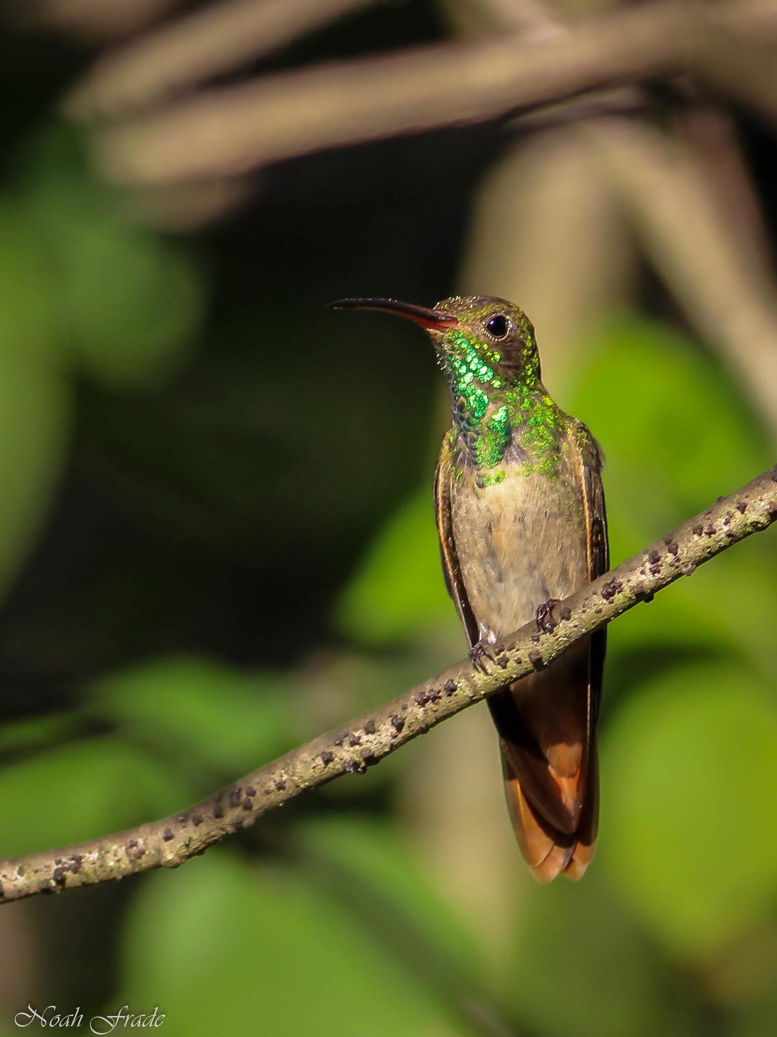 Buff-bellied Hummingbird
