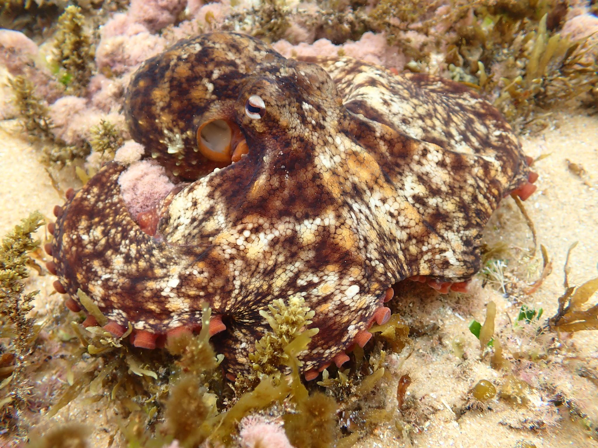 Common Sydney Octopus