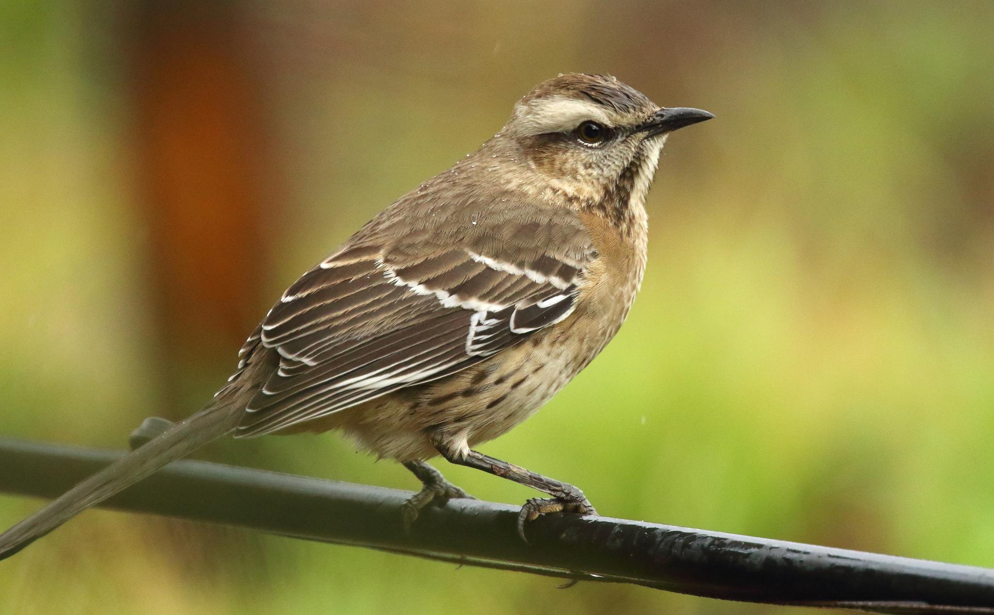 Chilean Mockingbird