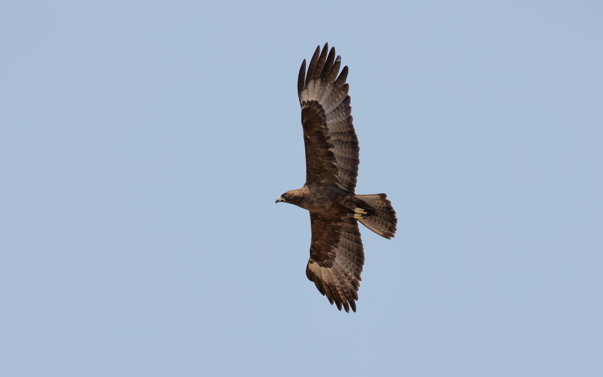 Águila de Wahlberg