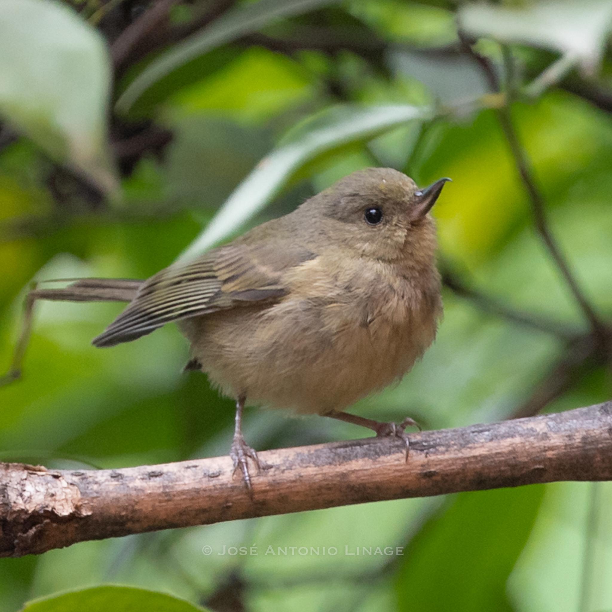 Cinnamon-bellied Flowerpiercer