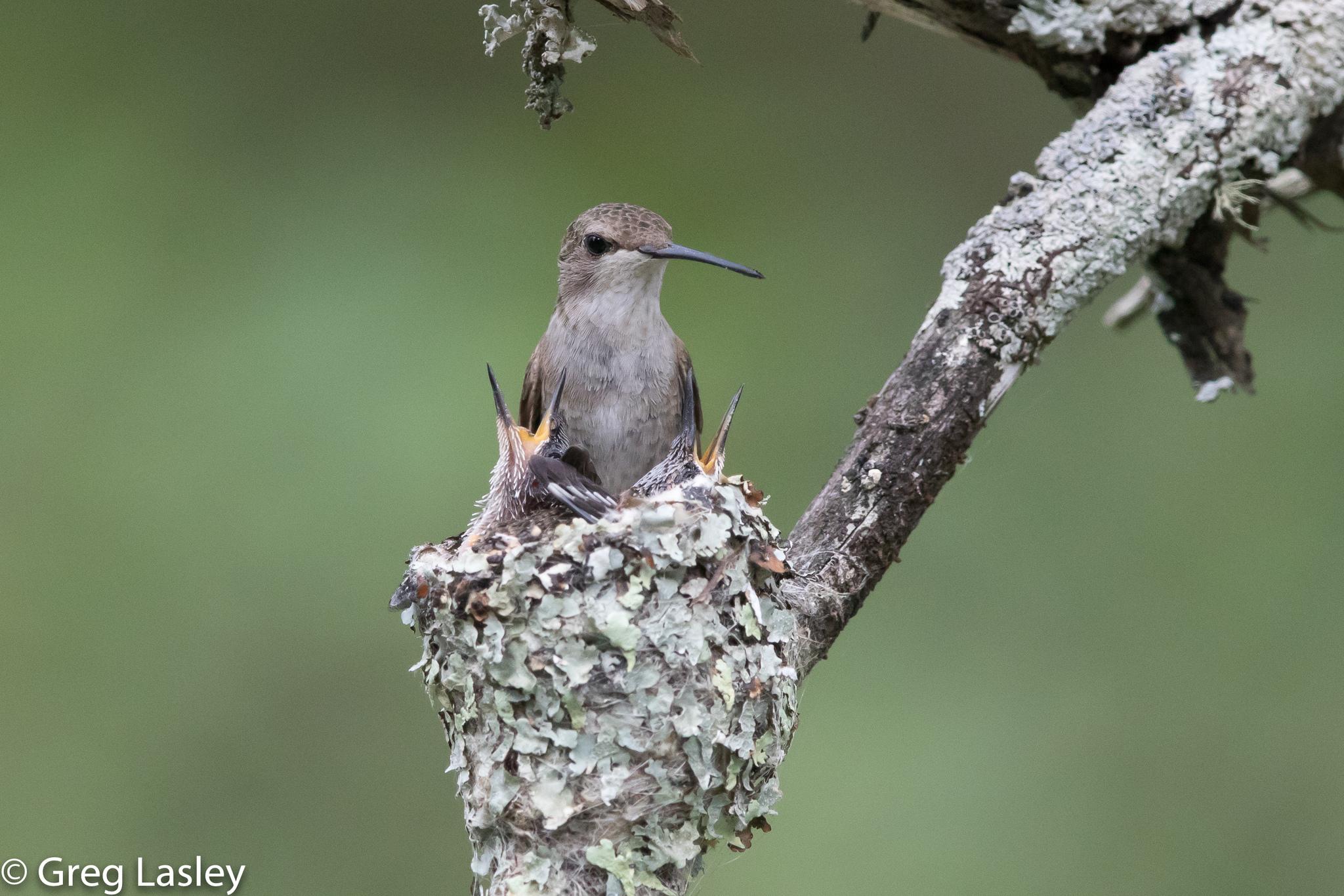 Colibríes