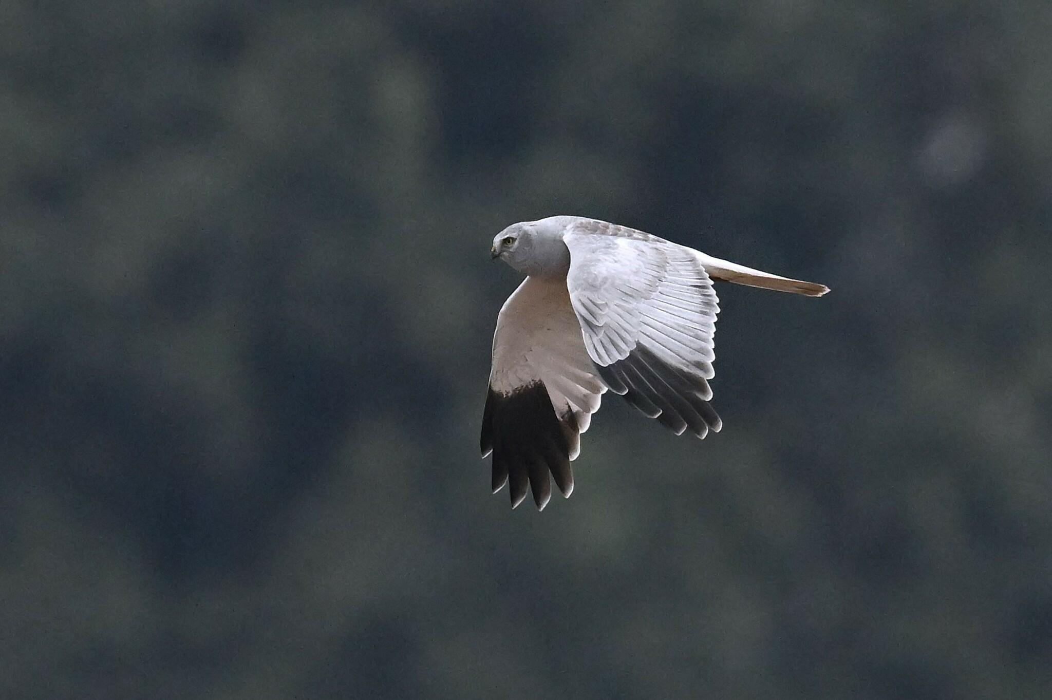 Aguilucho pálido