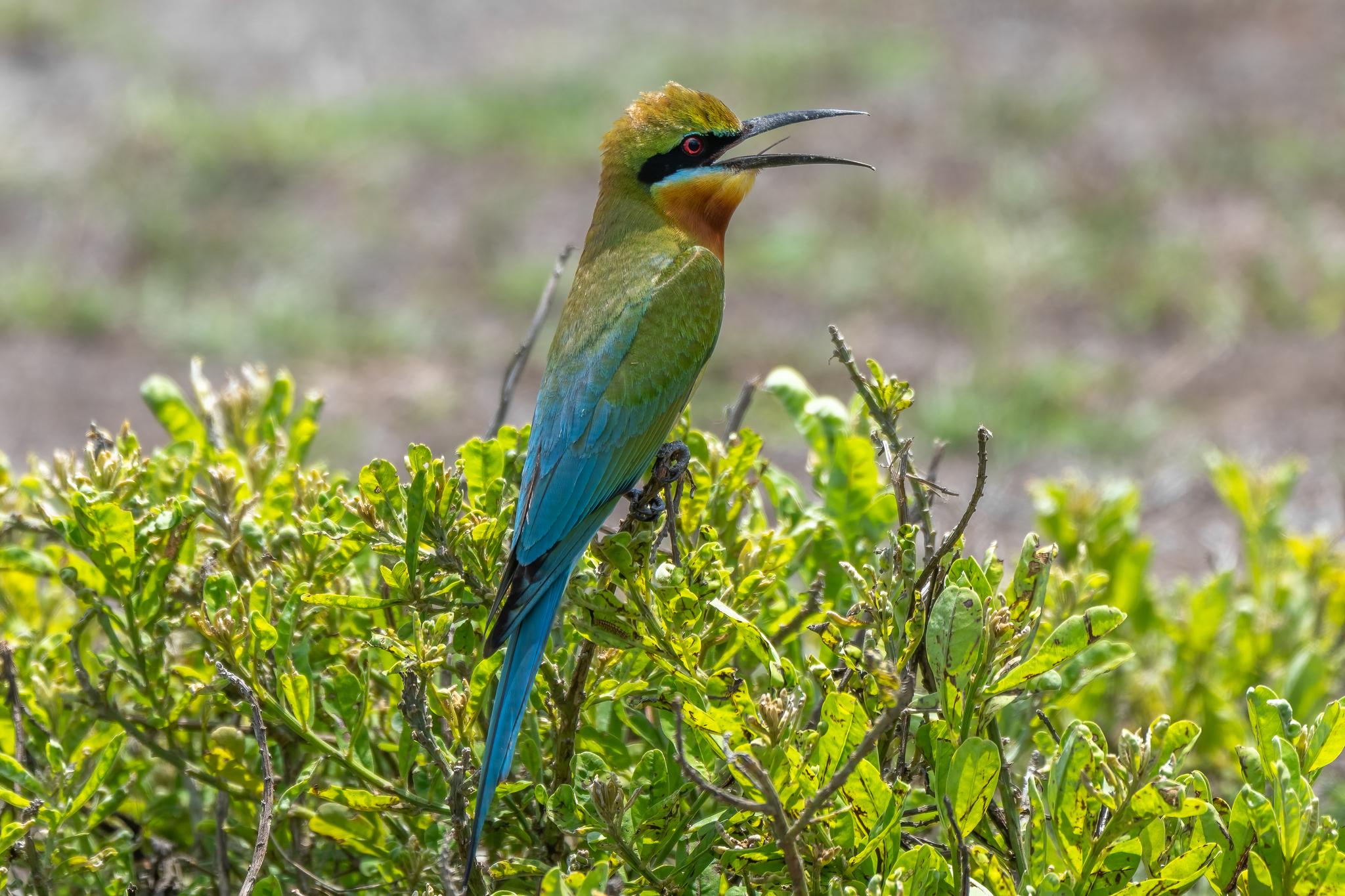abejaruco coliazul