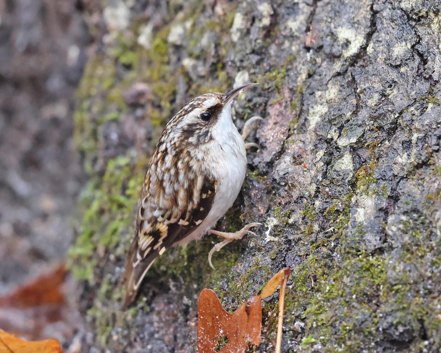 Brown Creeper