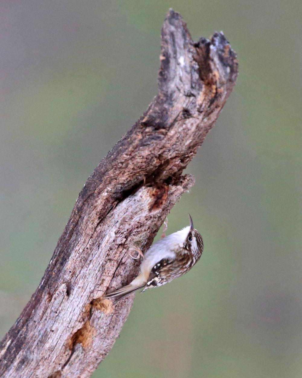 Brown Creeper