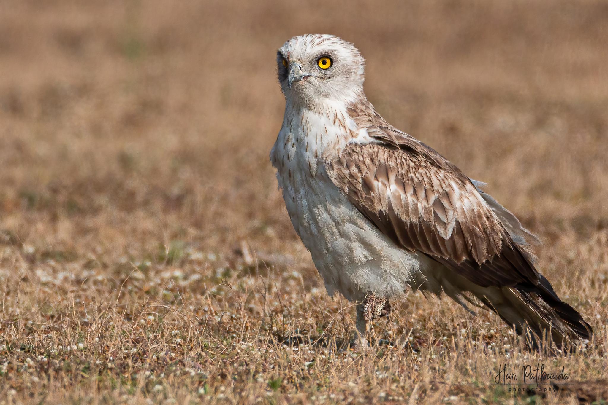 Culebrera europea
