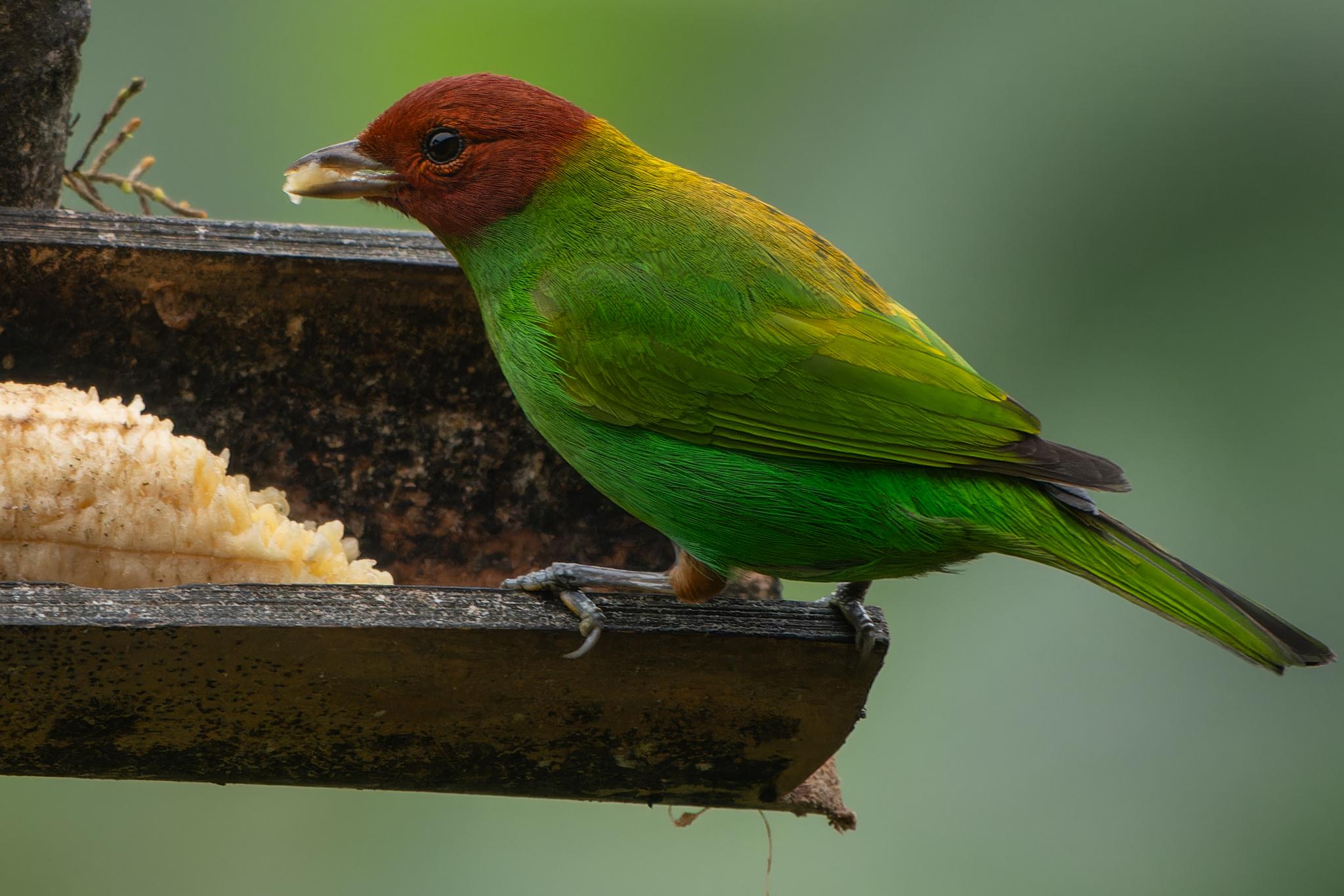 Bay-headed Tanager