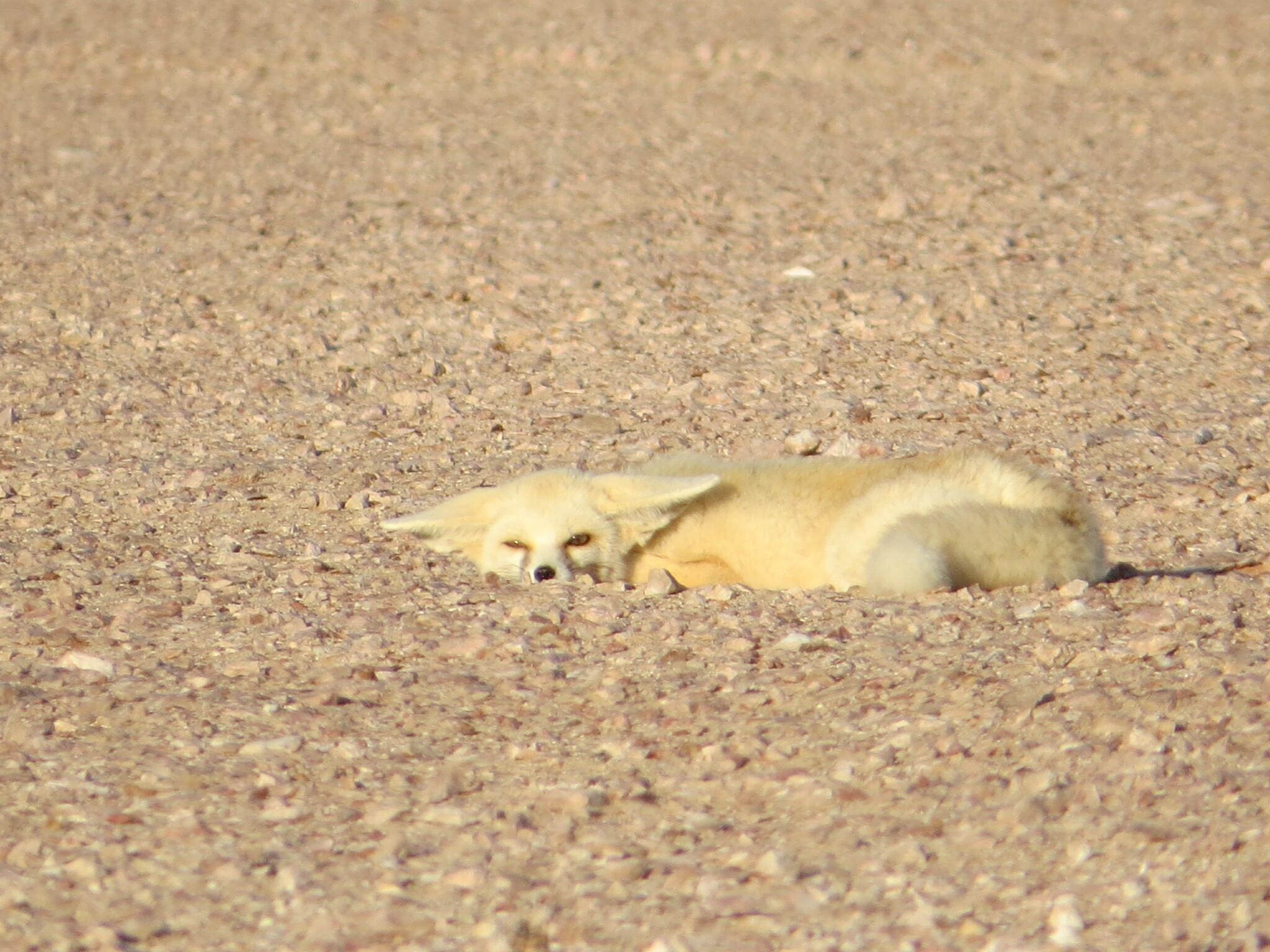 Rüppell's Fox