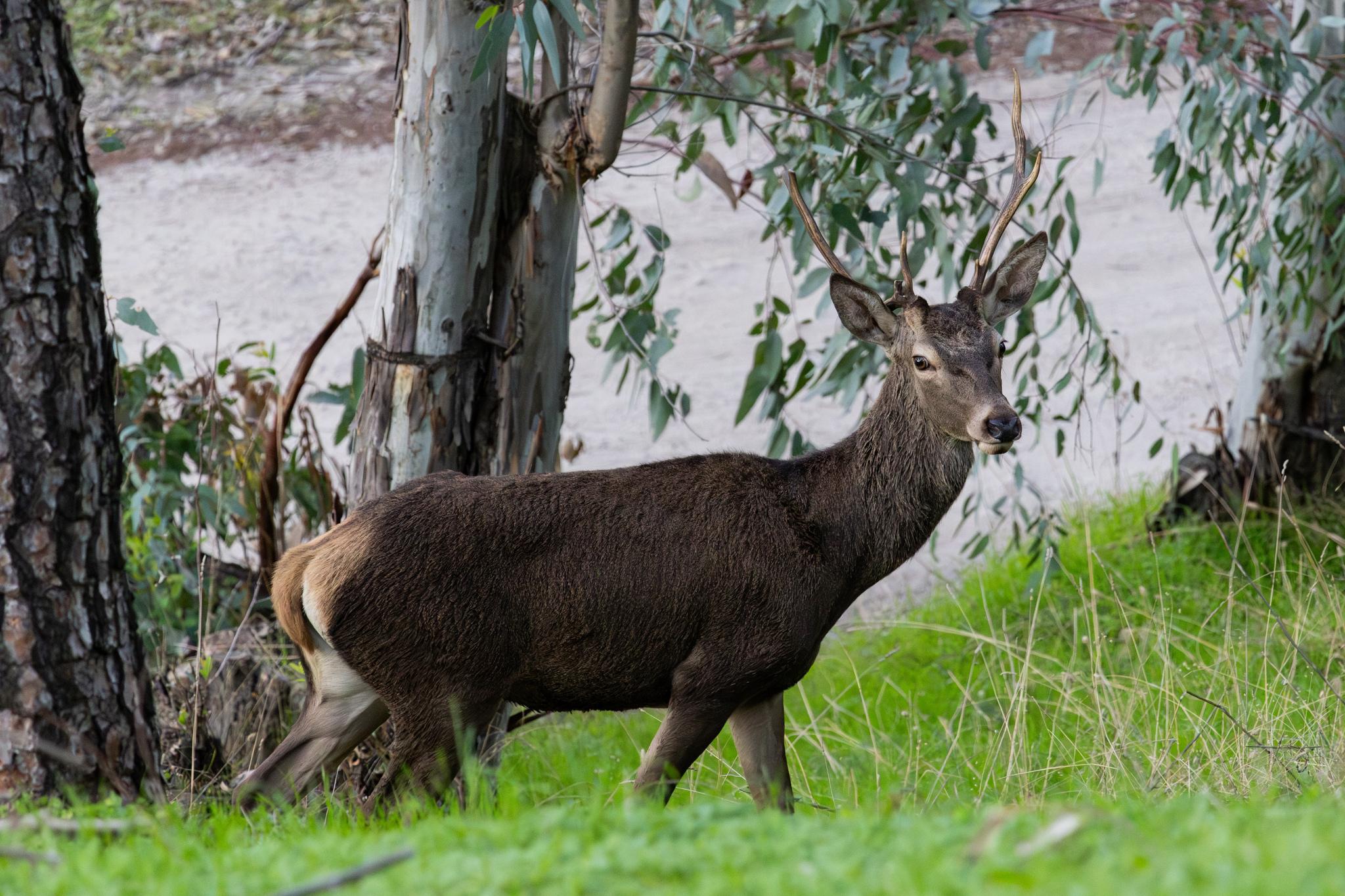 Cervini