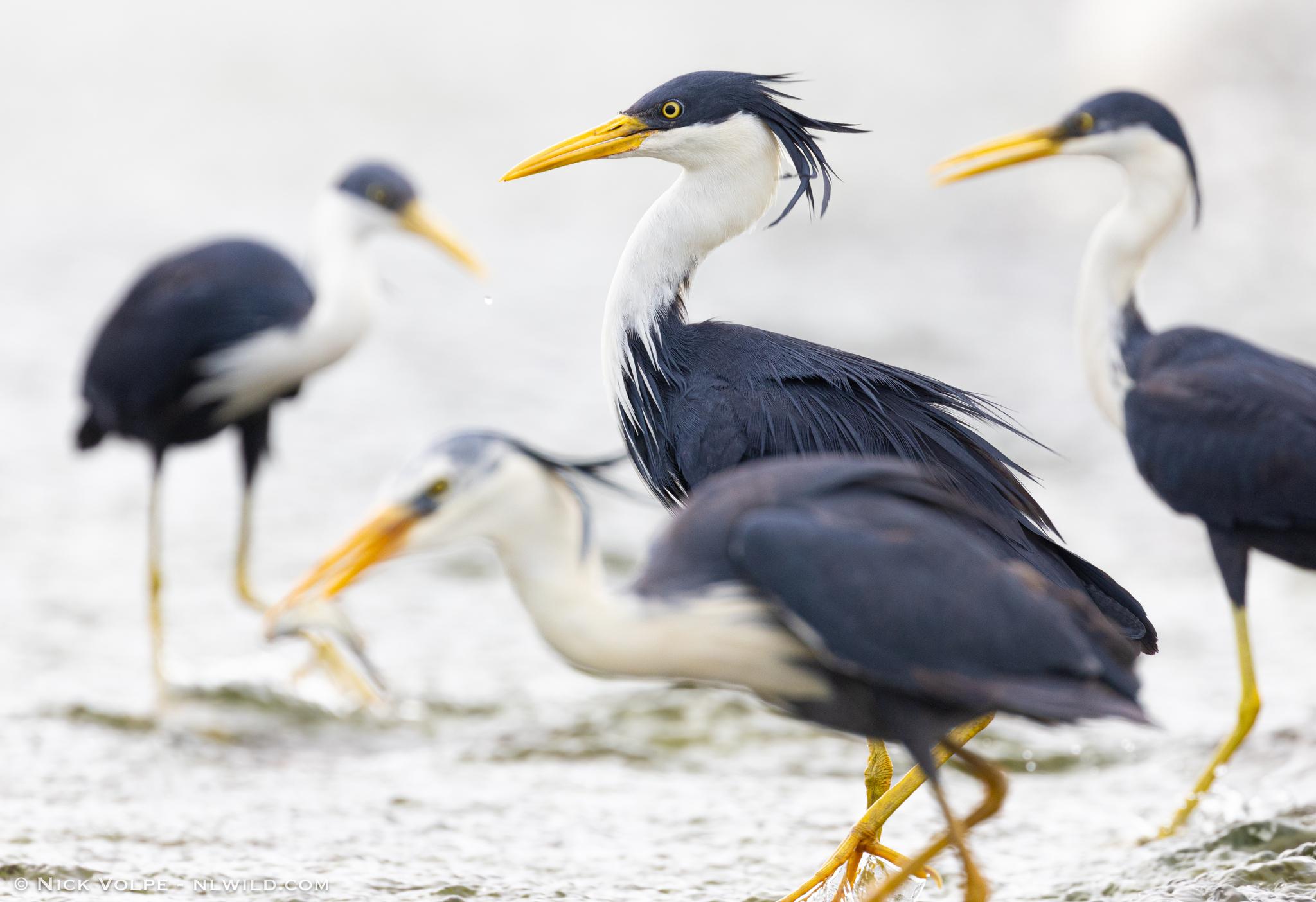 Pied Heron