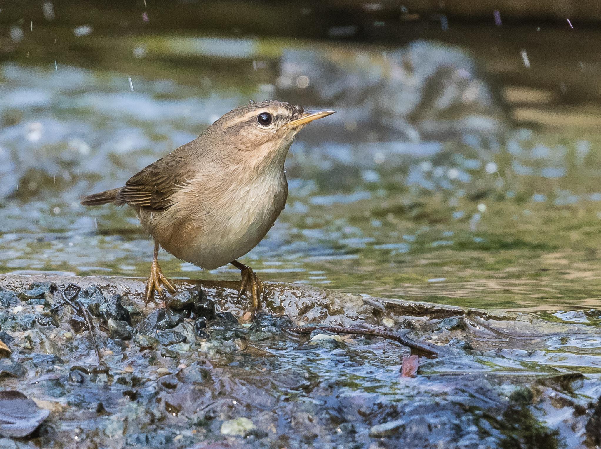 Mosquitero Sombrío
