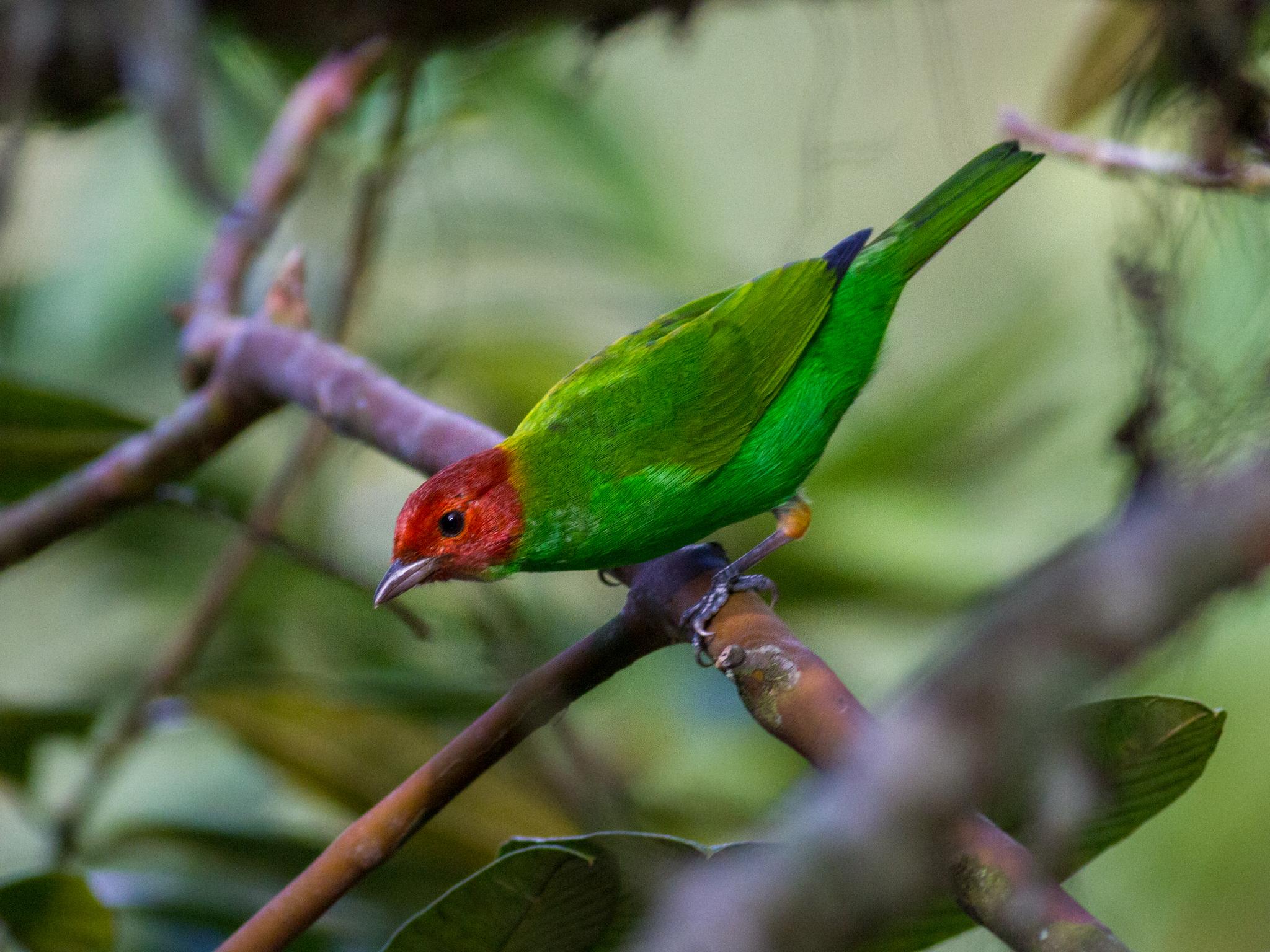 Bay-headed Tanager