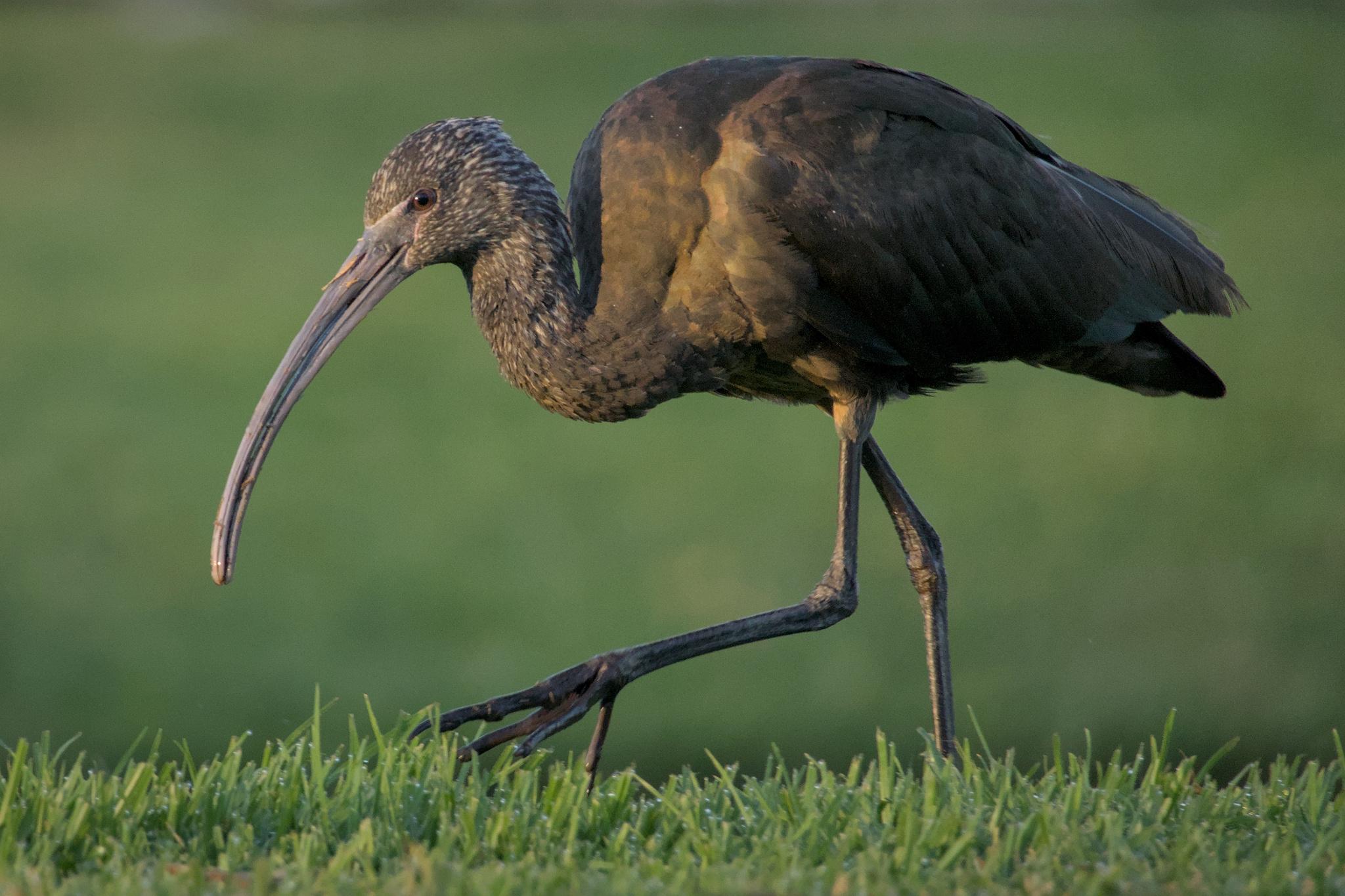 Ibis Ojos Rojos
