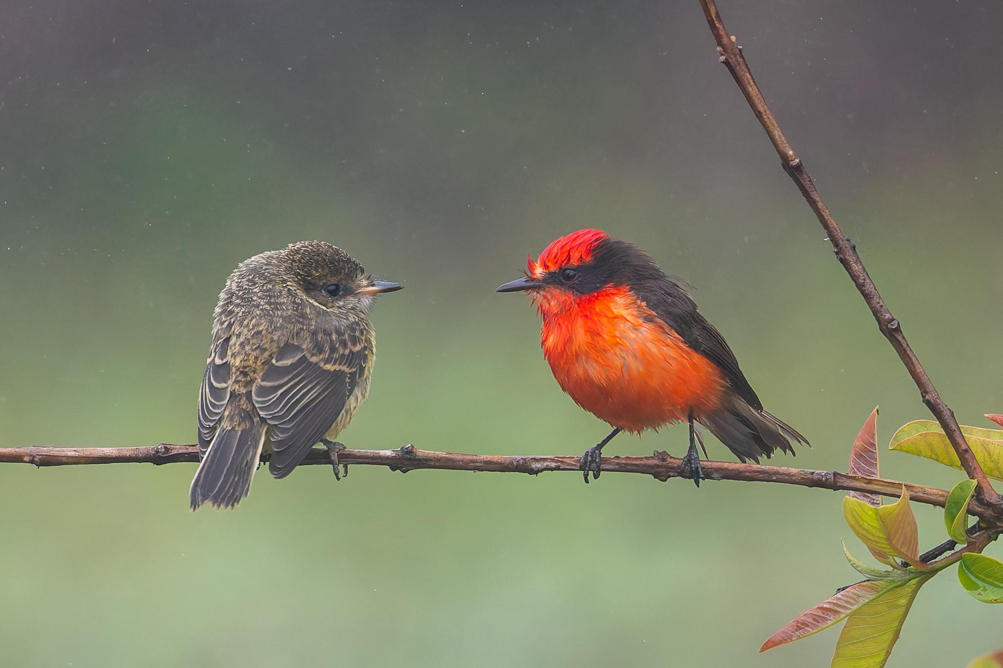 Brujo Flycatcher