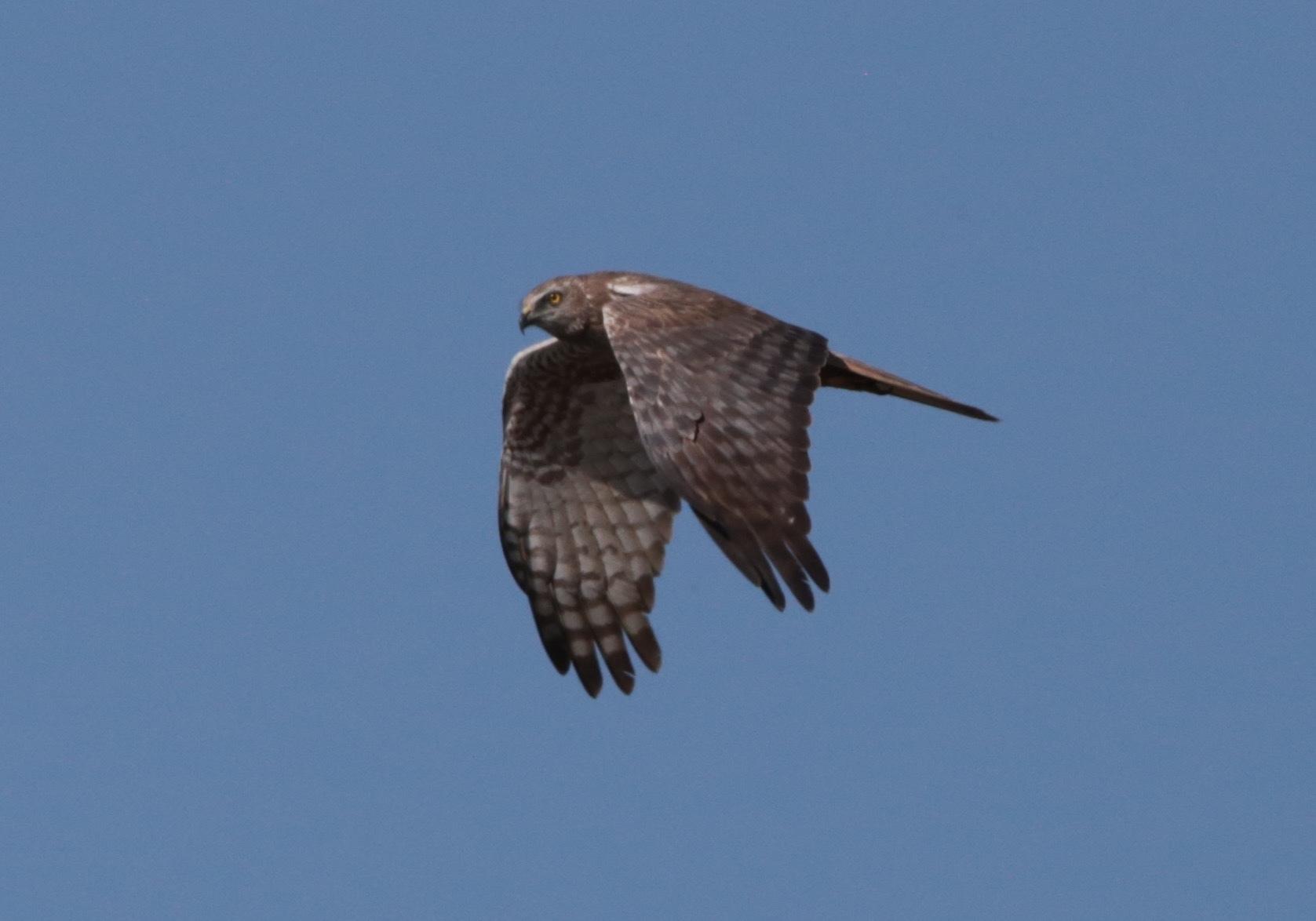 Aguilucho lagunero etiópico