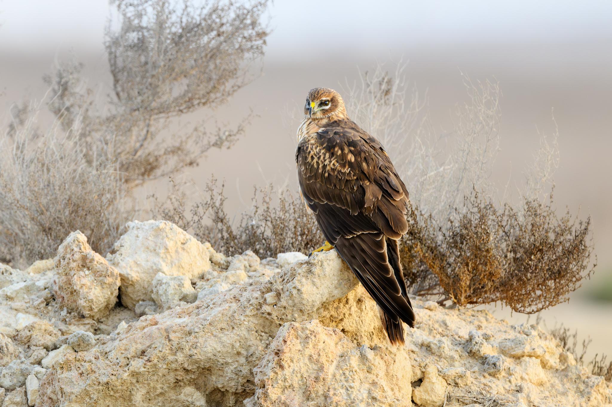 Aguilucho papialbo