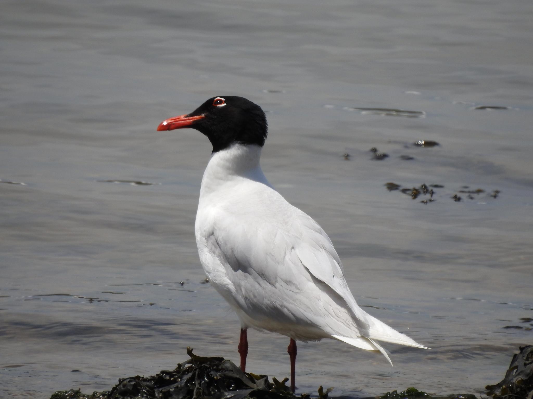 Mediterranean Gull