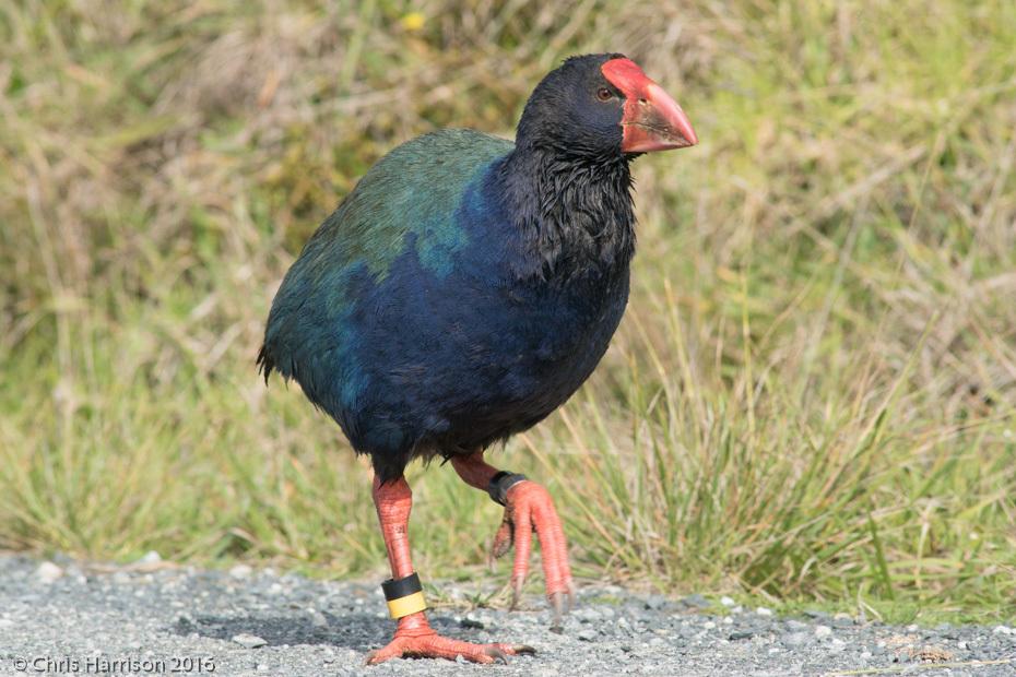 Calamón Takahe