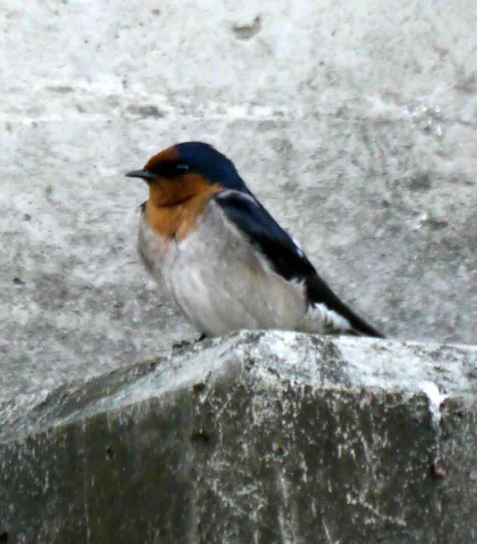 Golondrina australiana