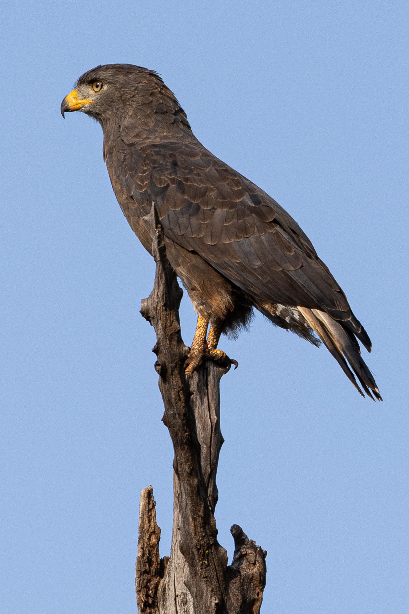 Culebrera coliblanca