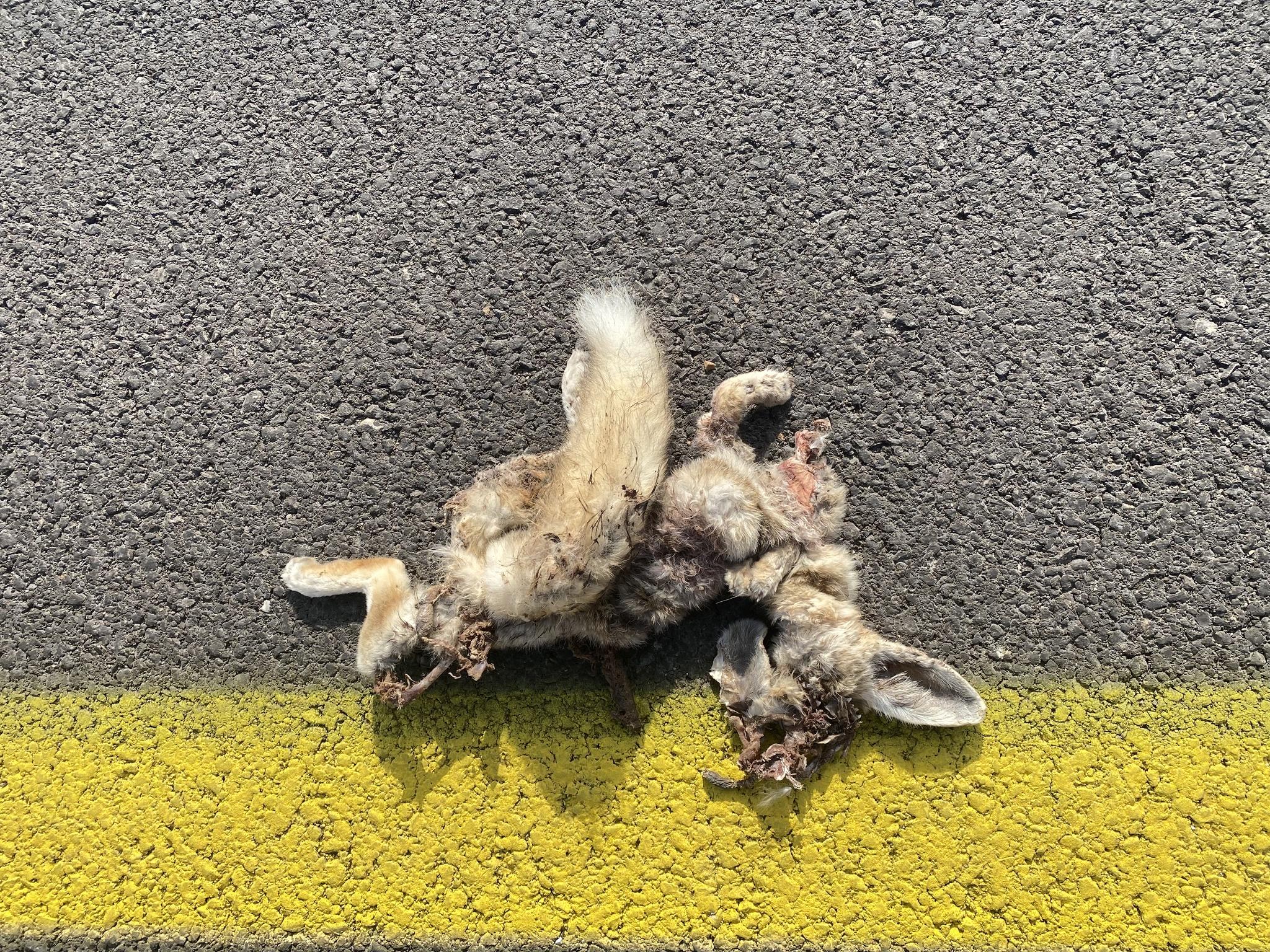 Rüppell's Fox