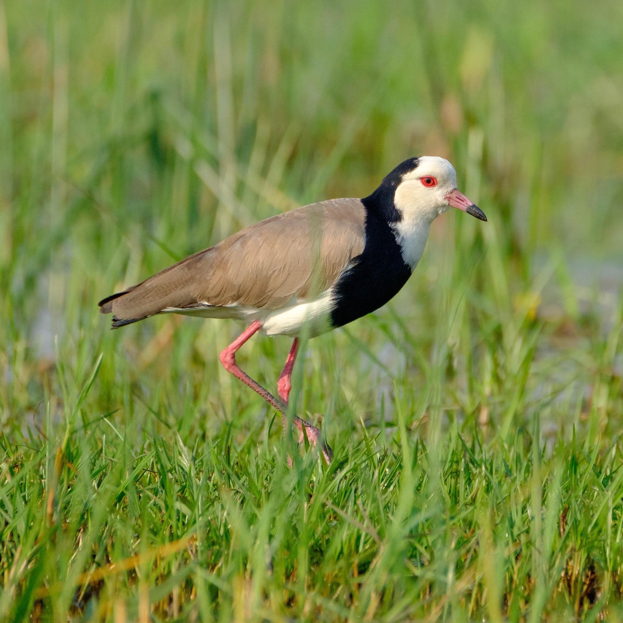 avefría palustre
