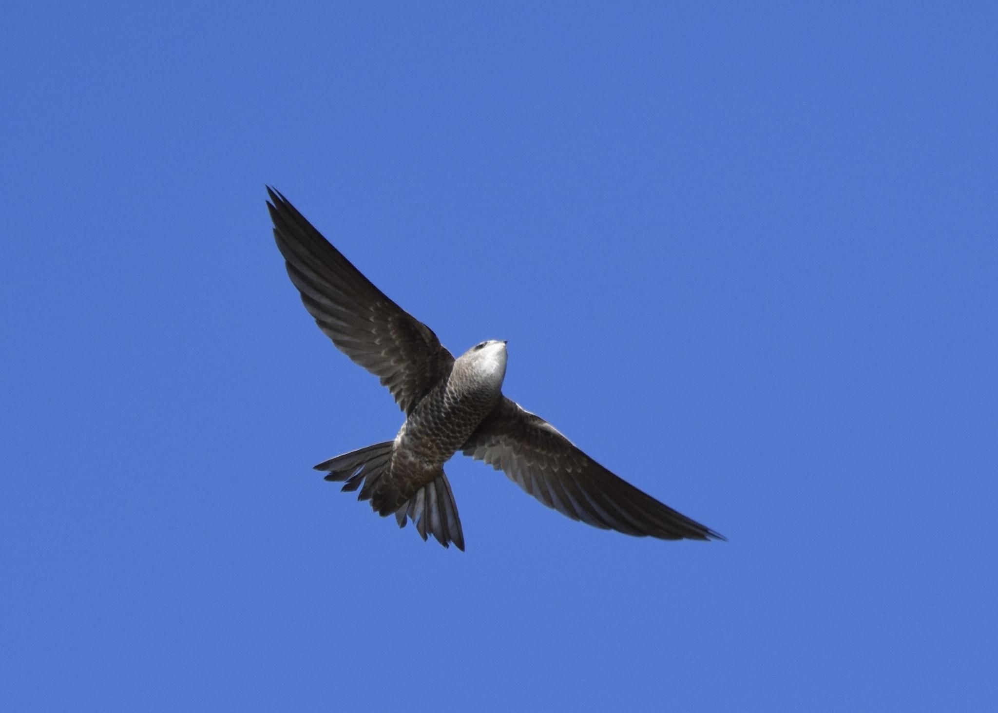 Vencejo de Namibia