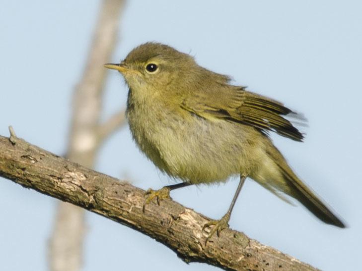 Mosquitero ibérico