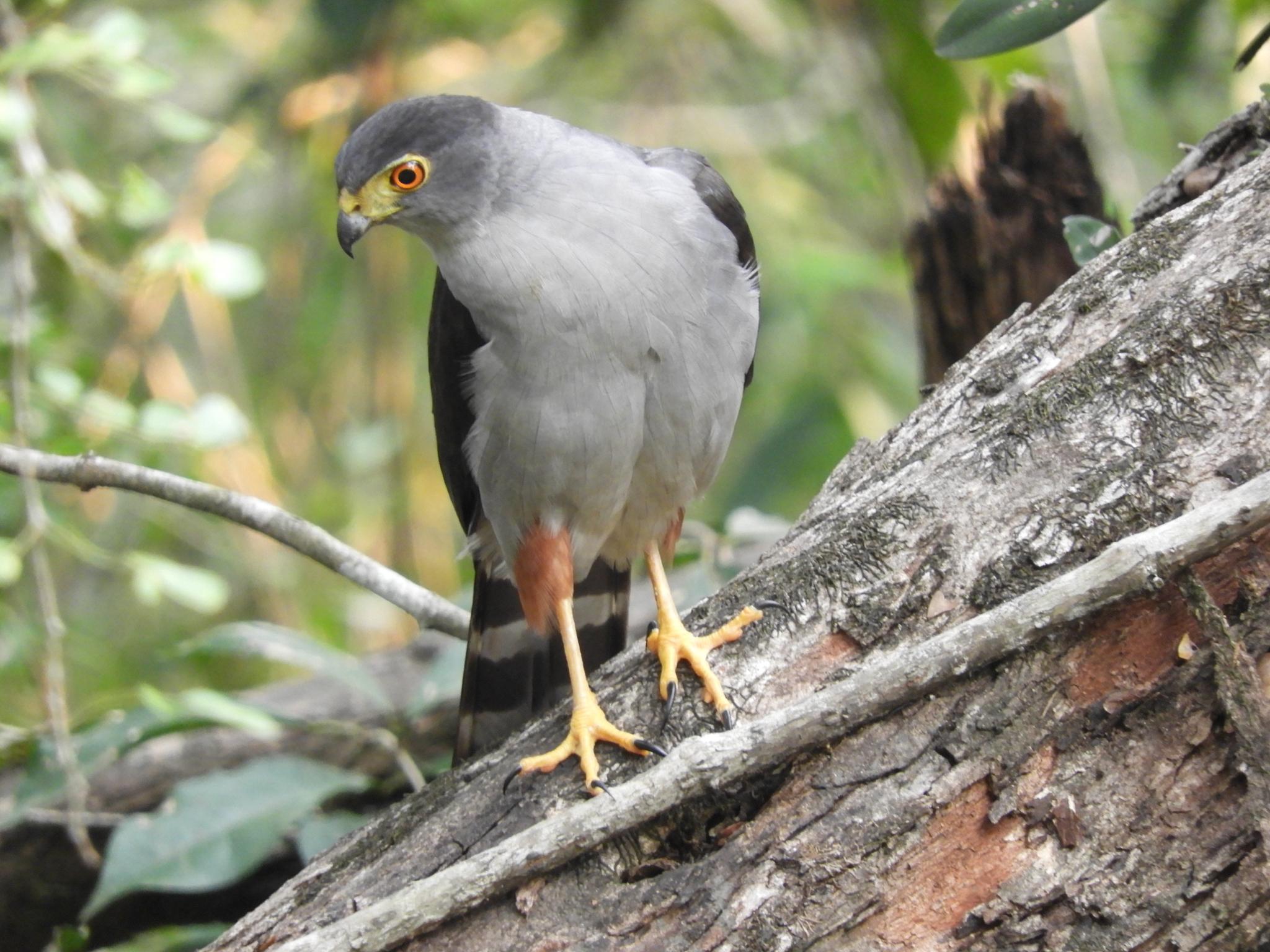 Azor Bicolor
