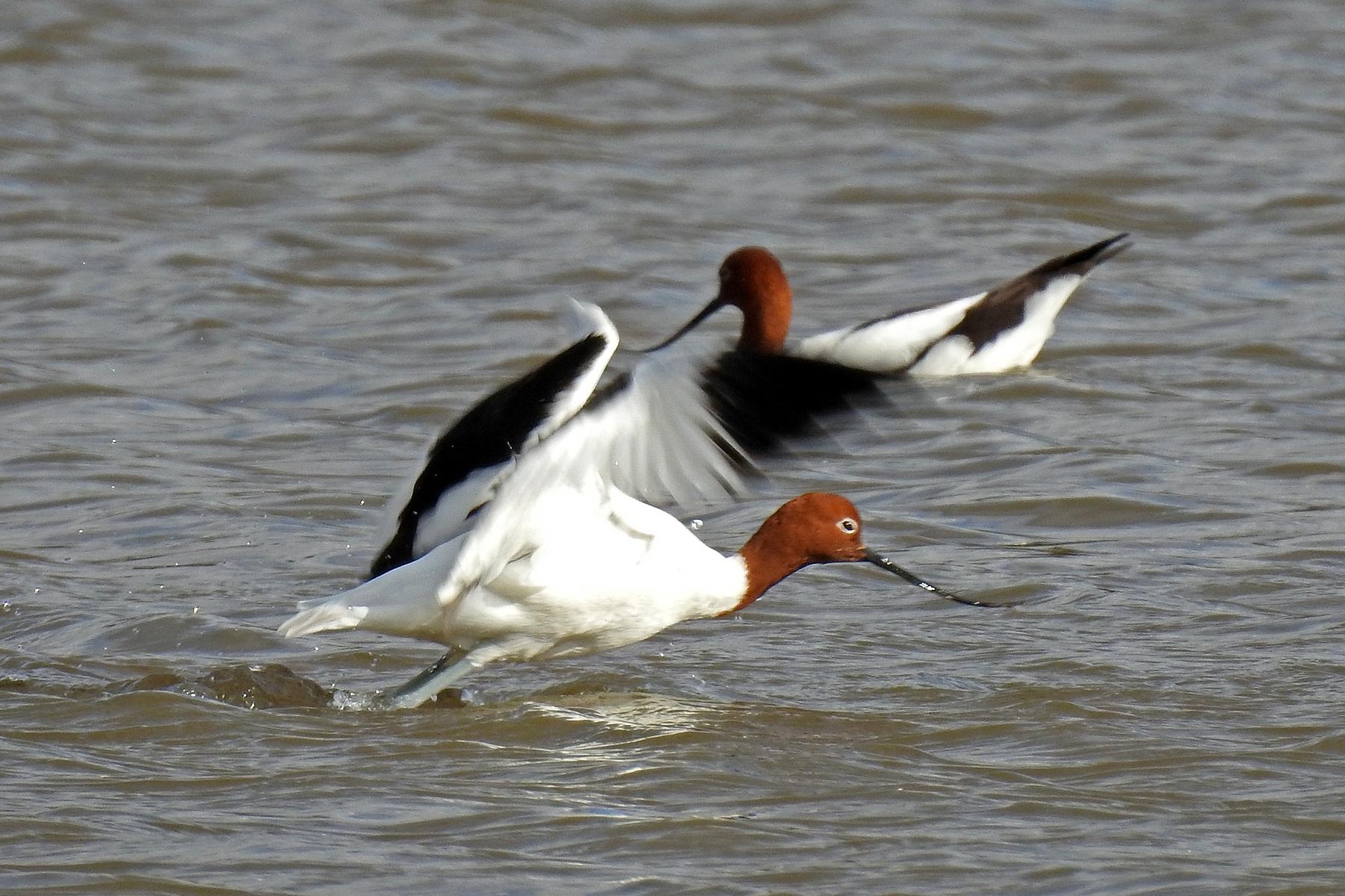 Avoceta Australiana
