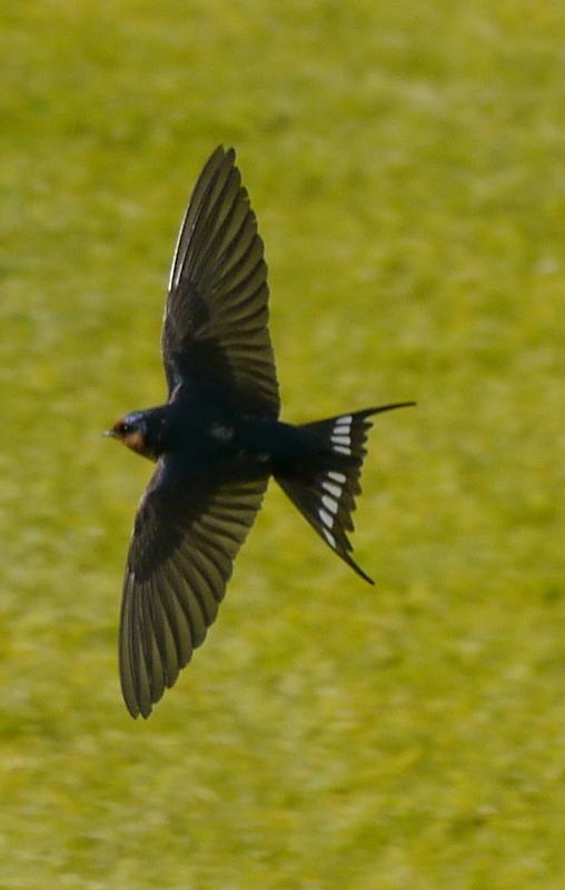 Golondrina australiana