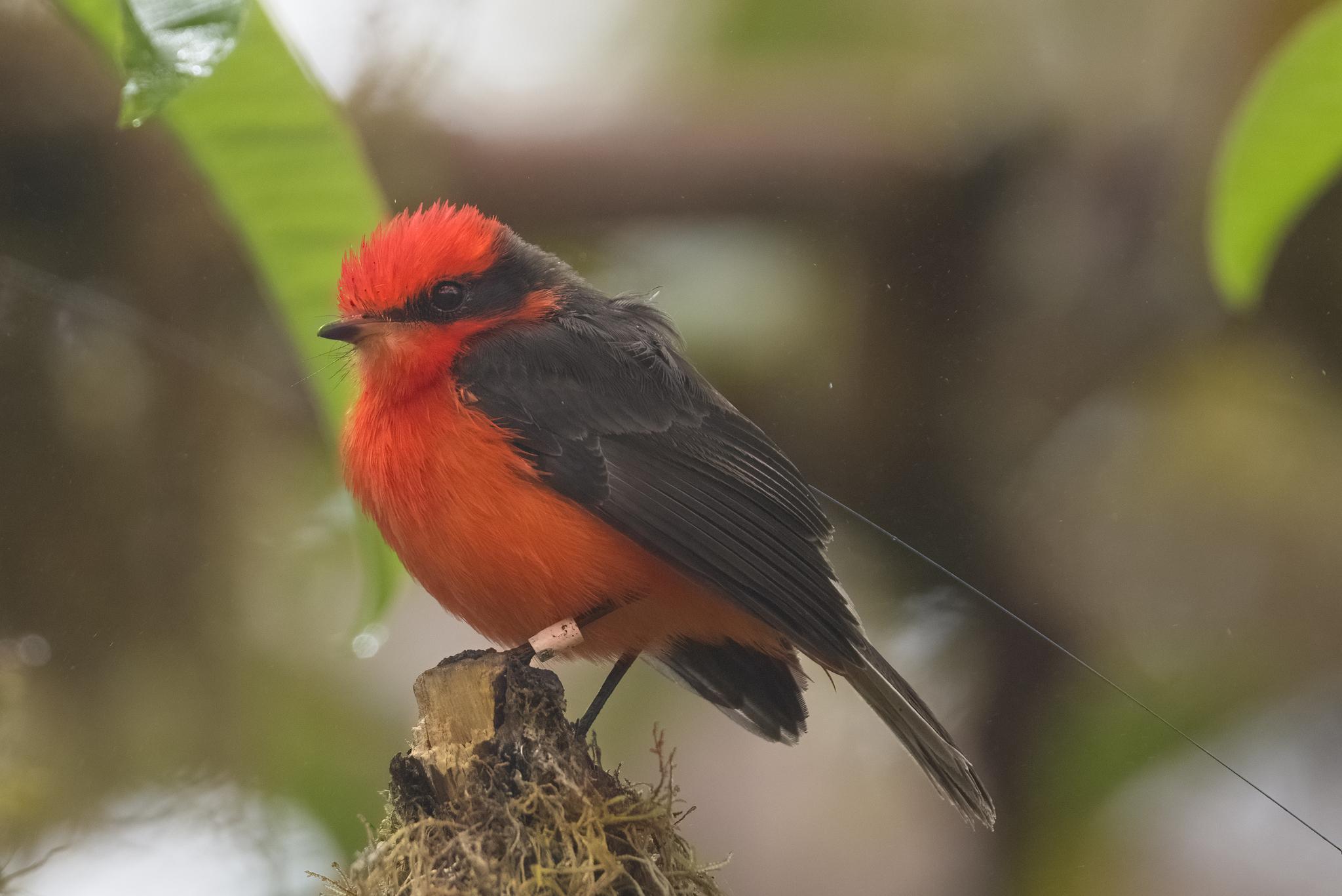 Brujo Flycatcher