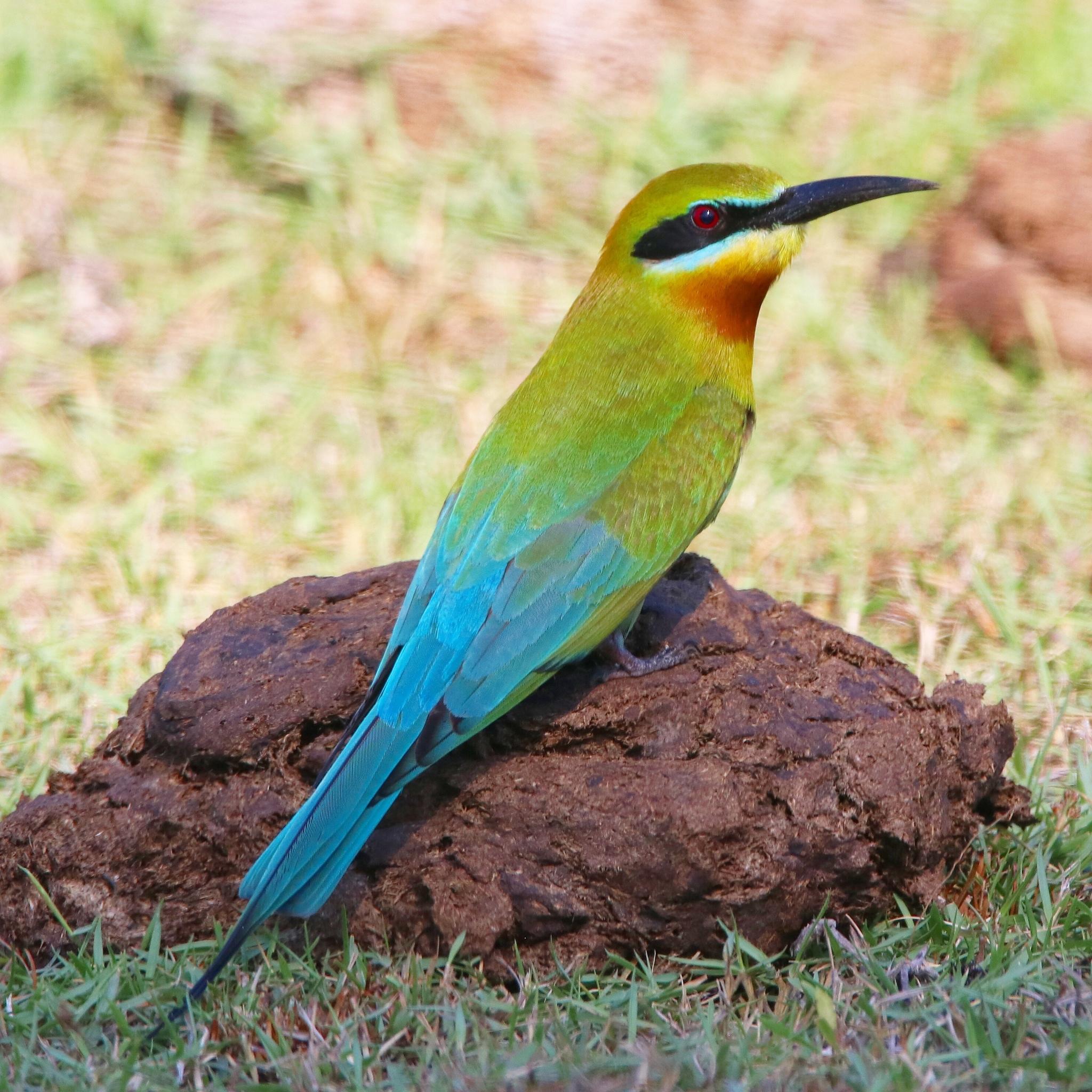 abejaruco coliazul