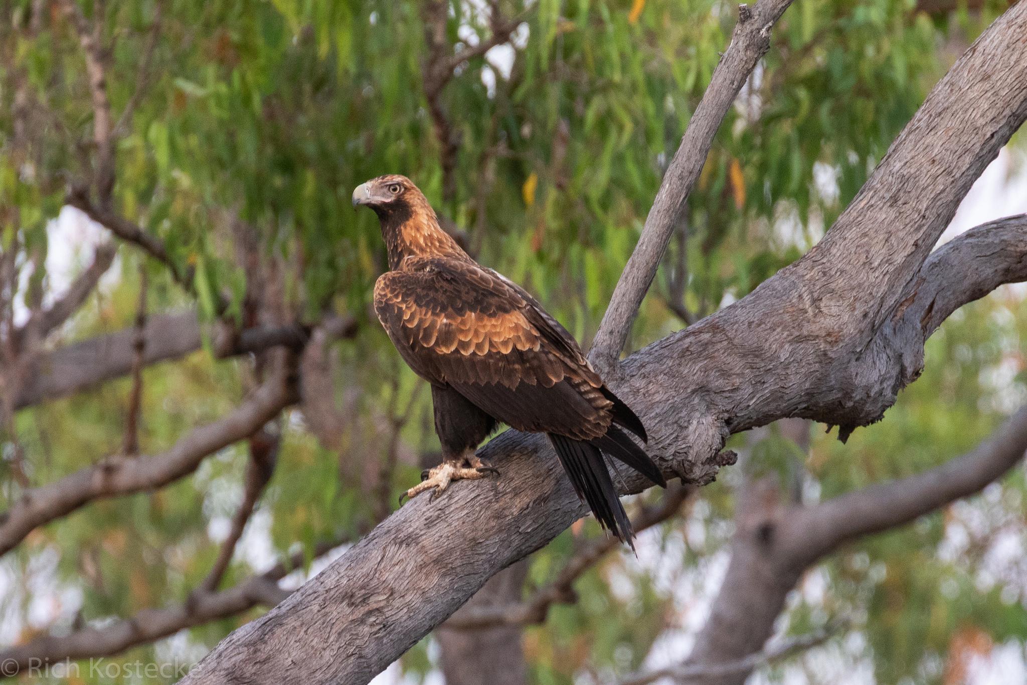 Águila Audaz