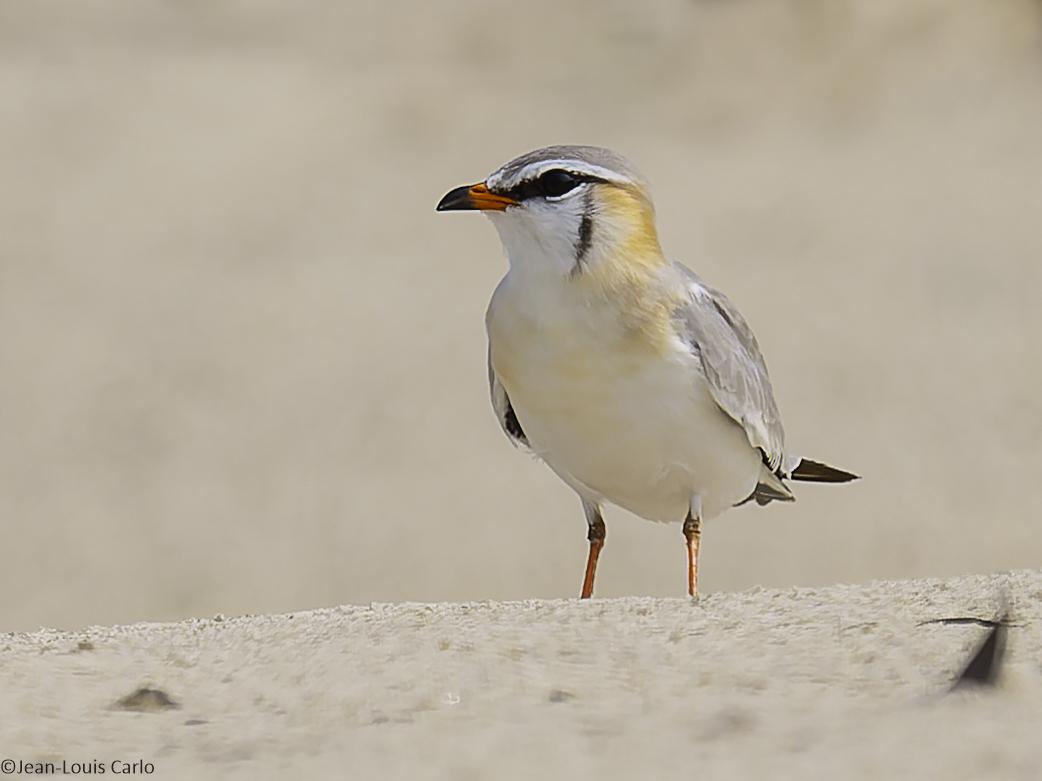 Canastera Gris