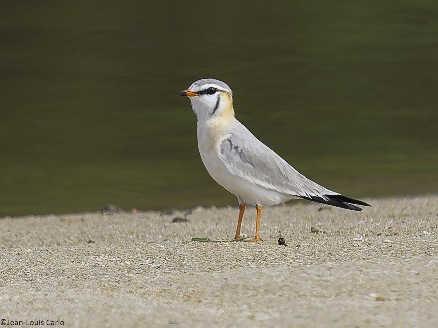 Canastera Gris